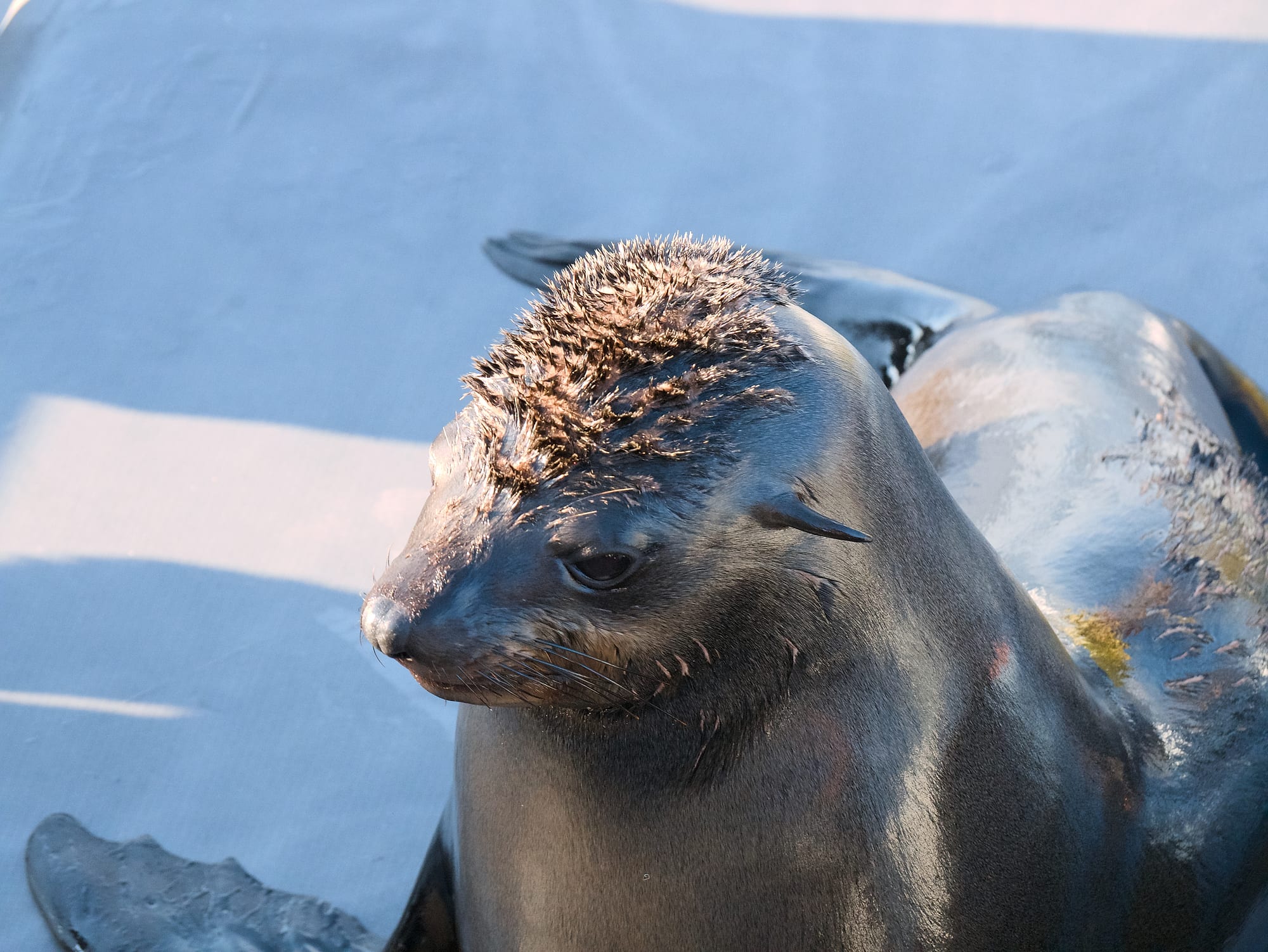 Cape Fur Seals
