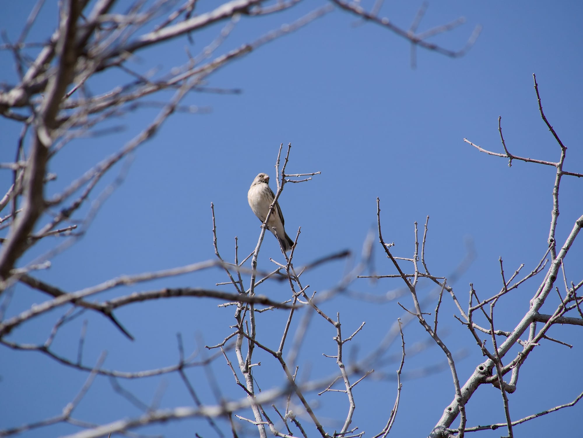 Birds of the Bush