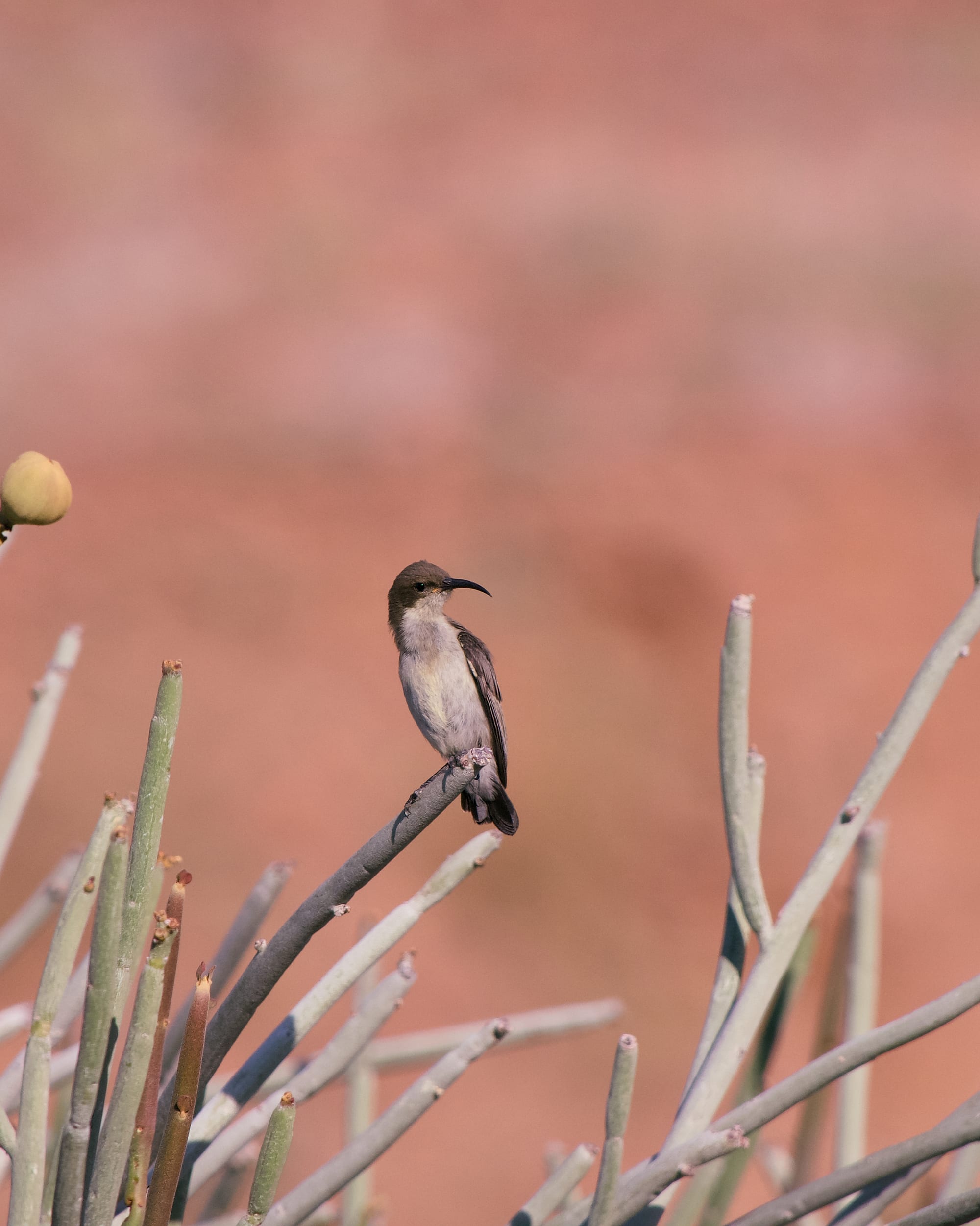 Birds of the Bush
