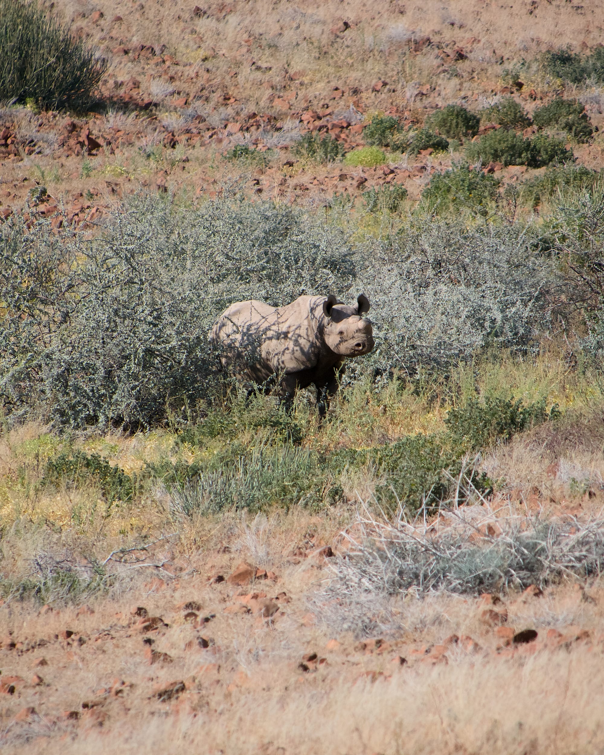 Tracking Black Rhino