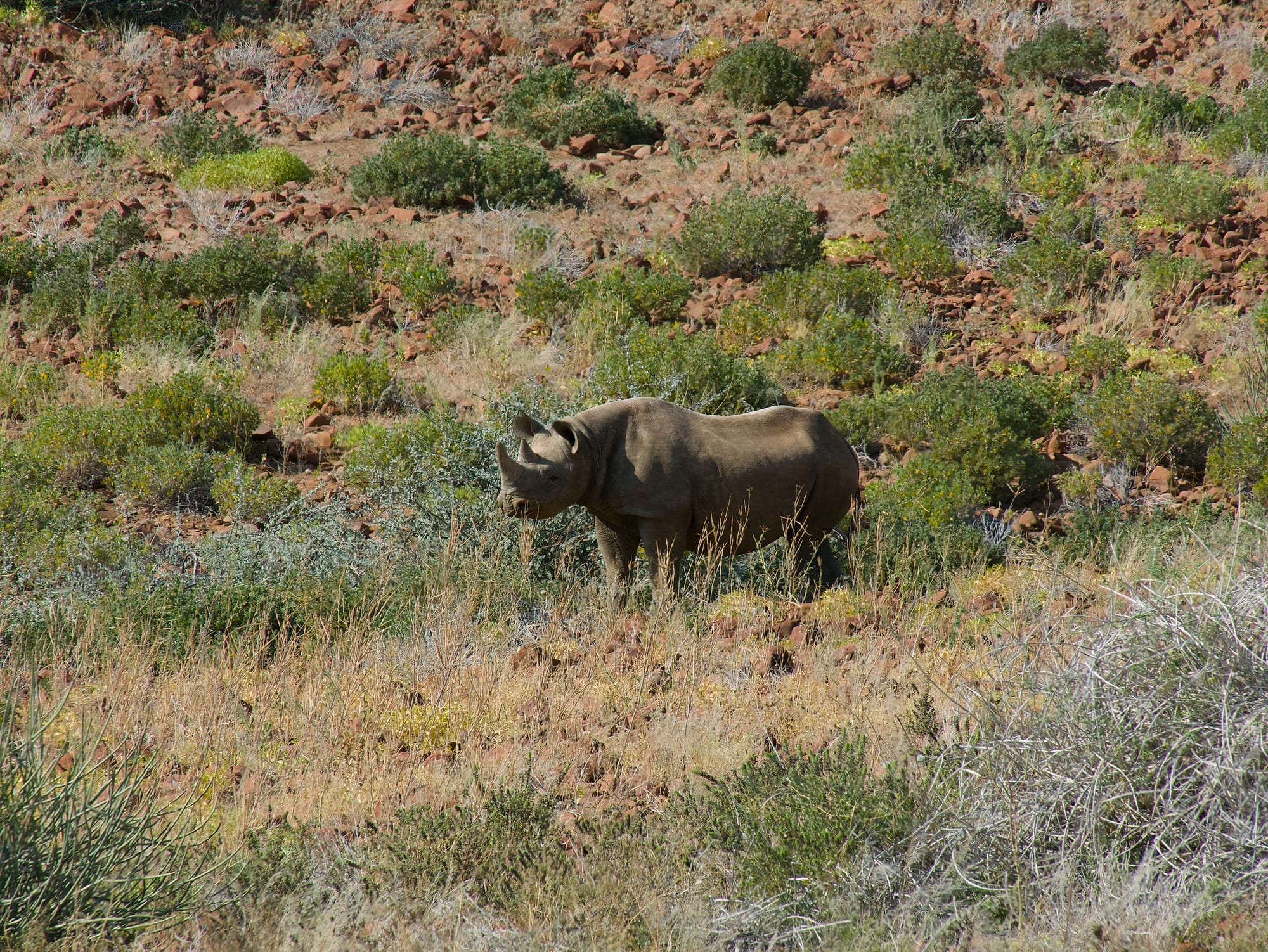 Tracking Black Rhino