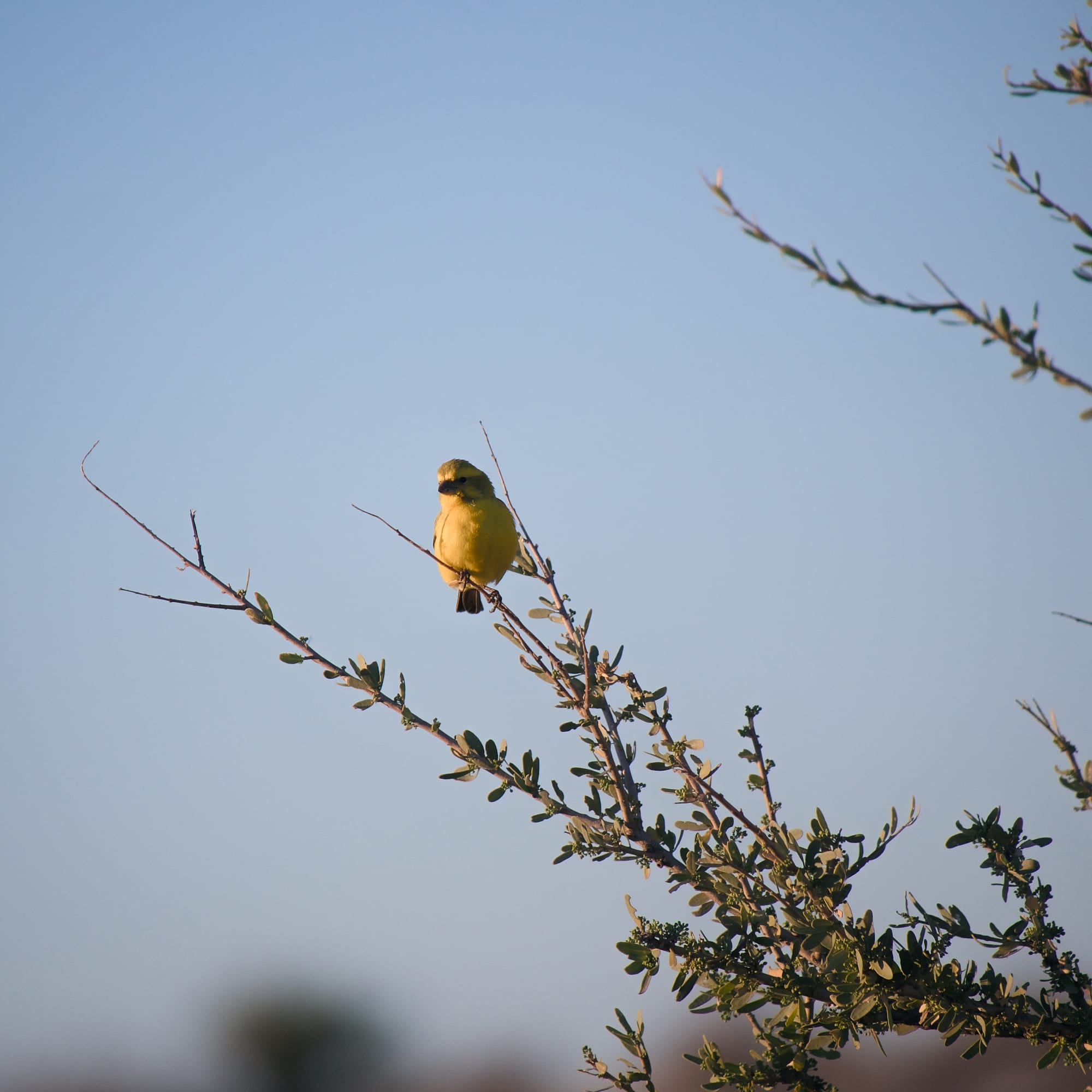 Birds of the Bush