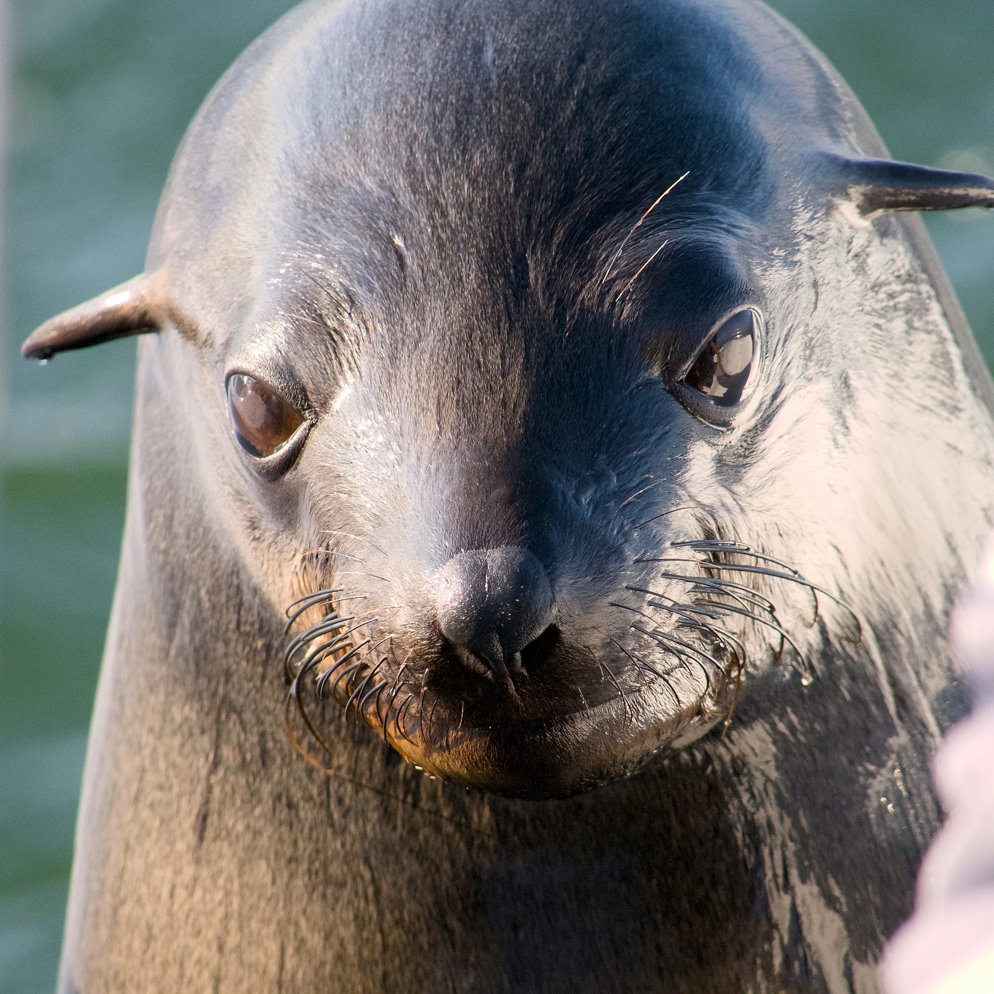 Cape Fur Seals