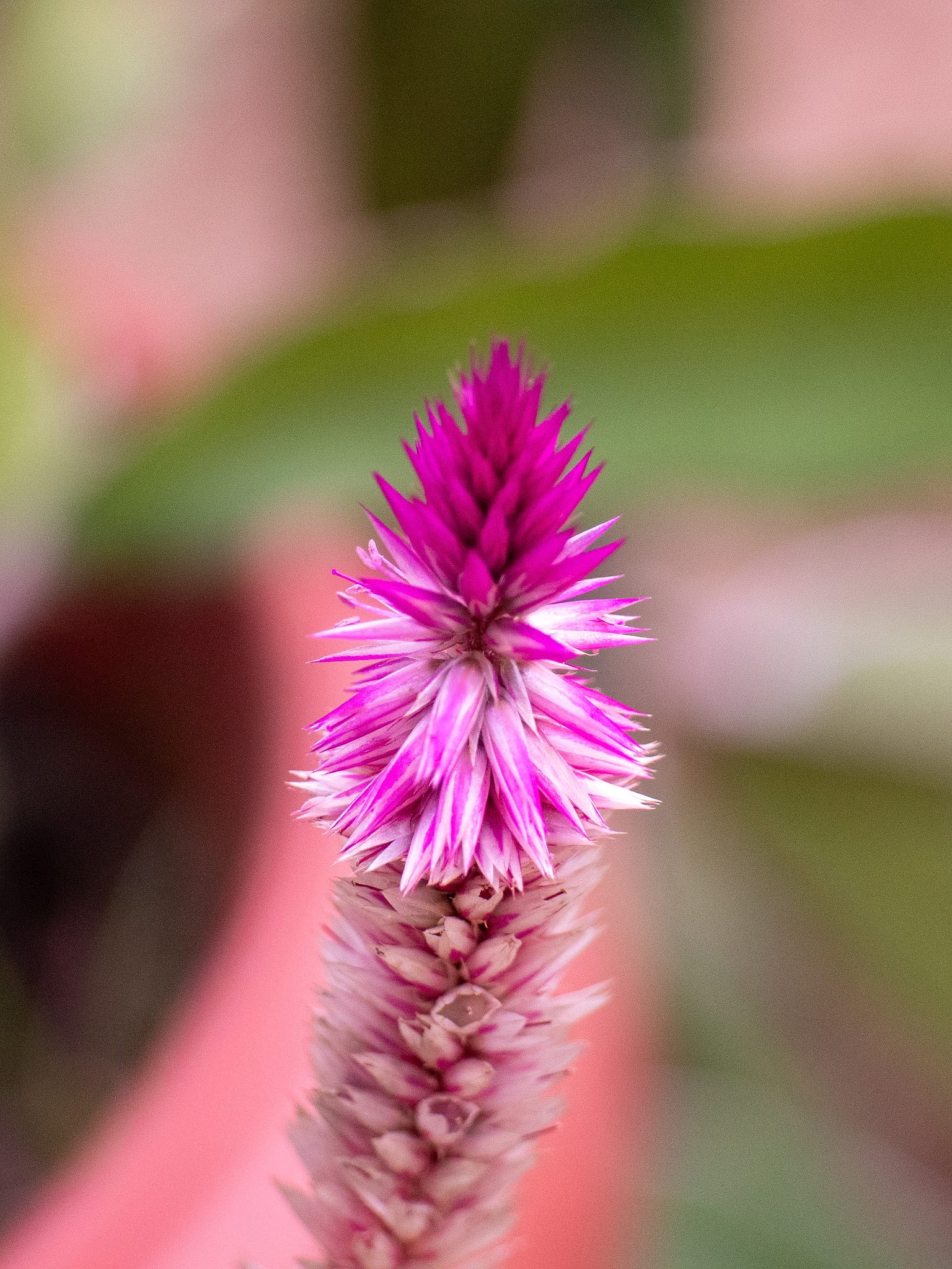 Tropical Flora