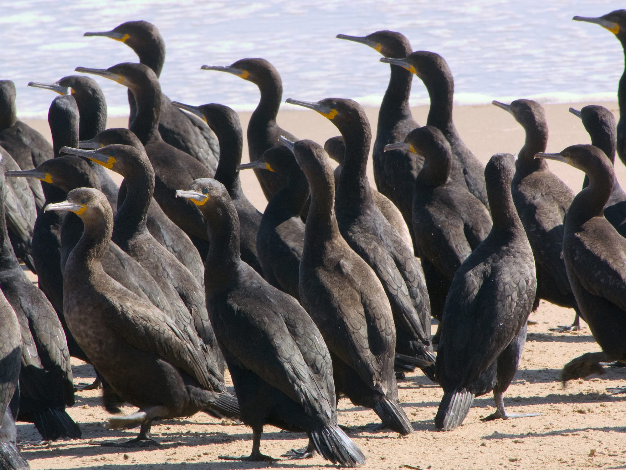 Coastal Birds