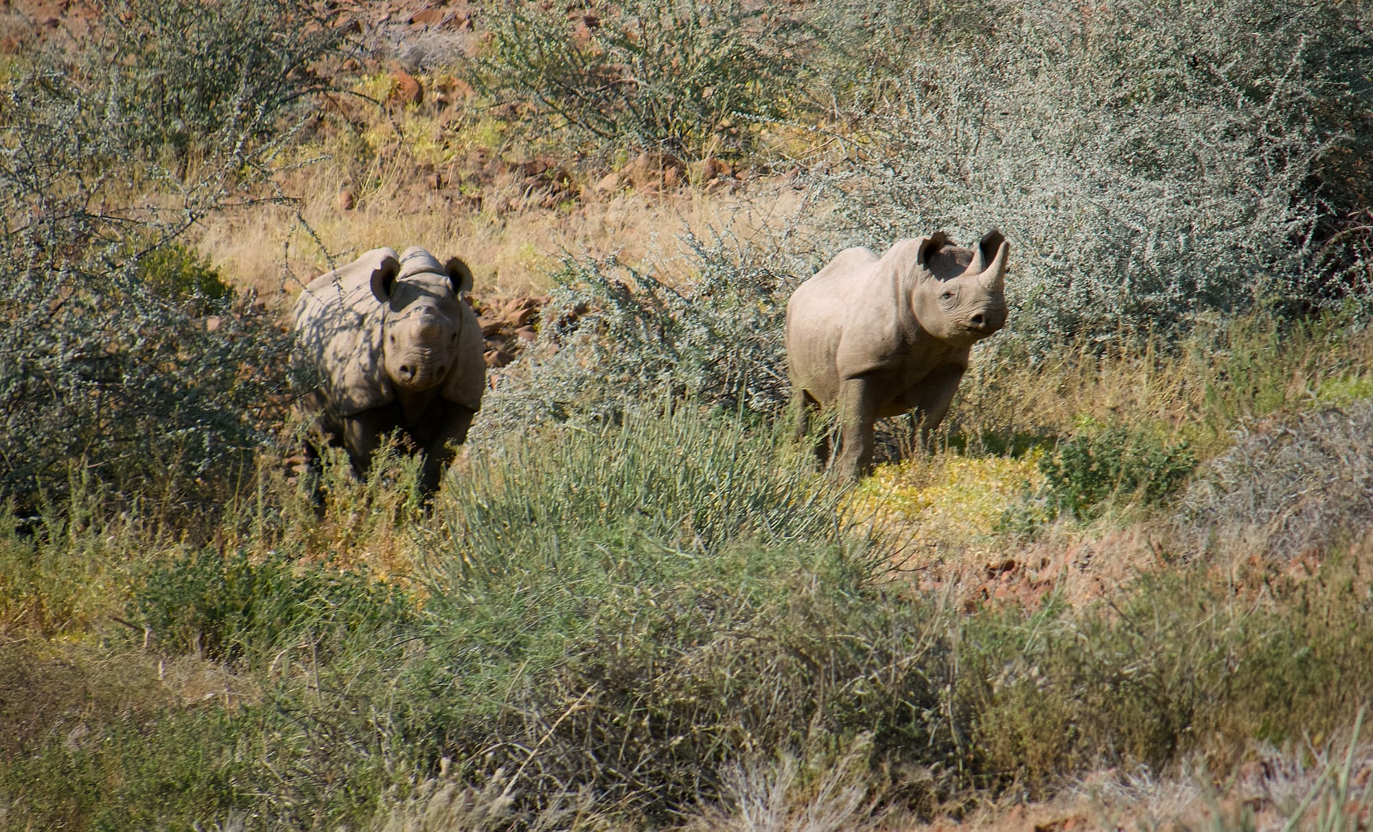 Tracking Black Rhino