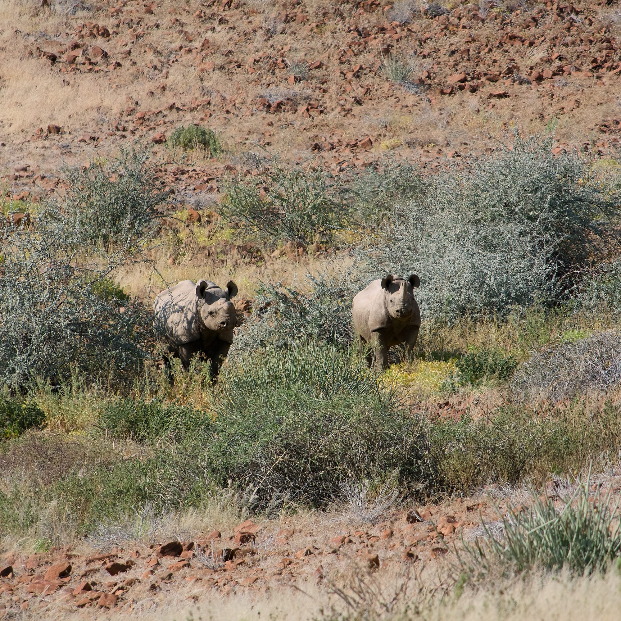 Tracking Black Rhino