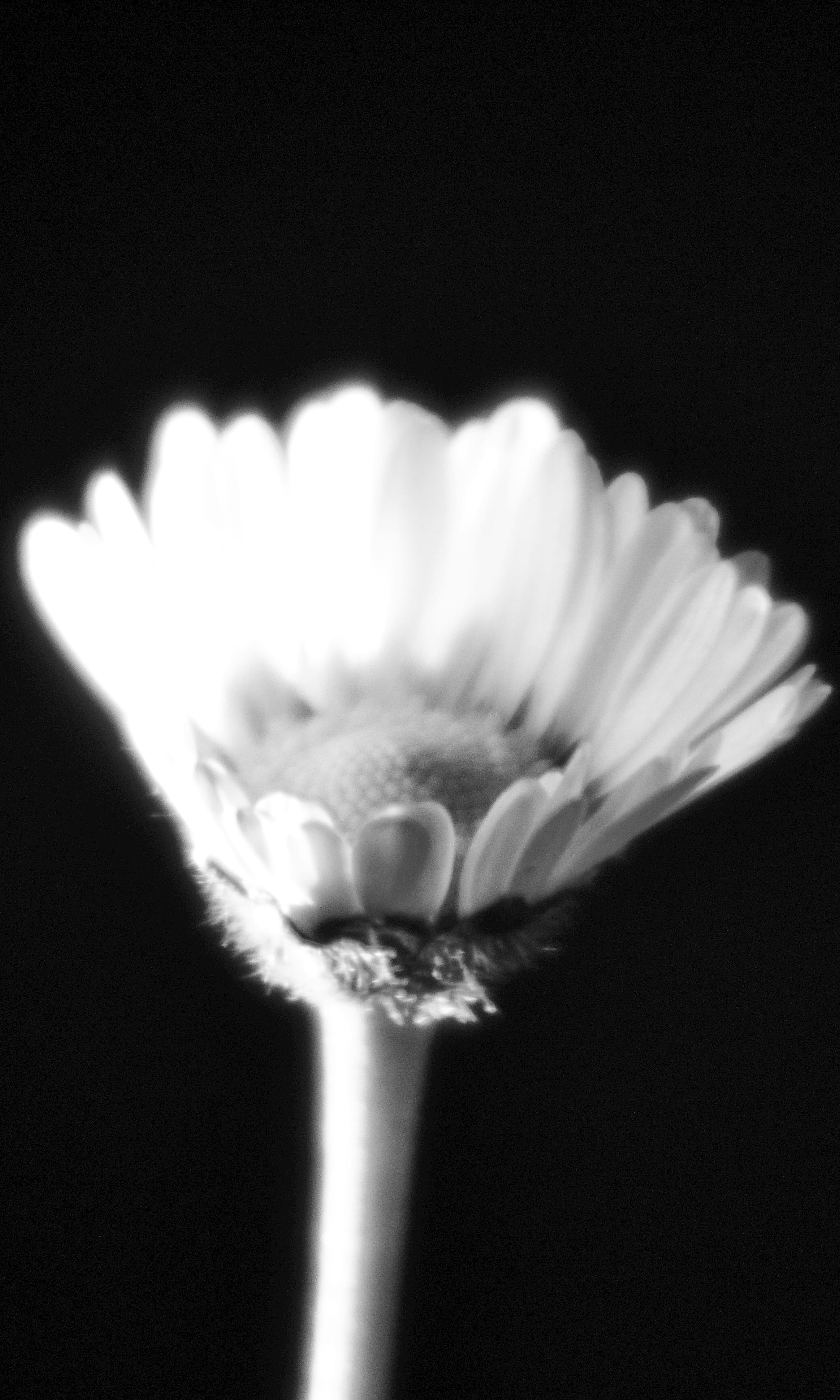 Daisy on Black