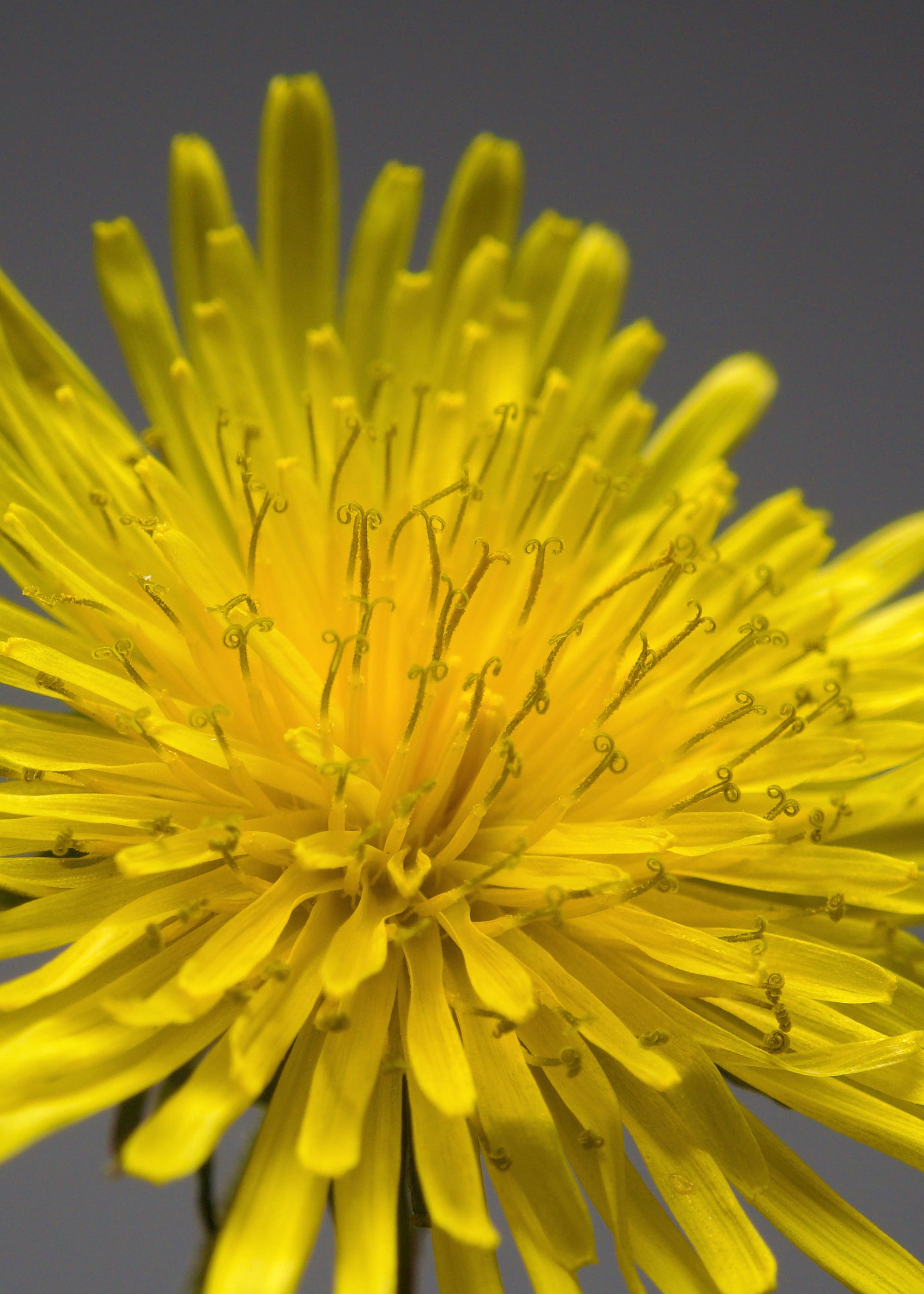 Dandelions