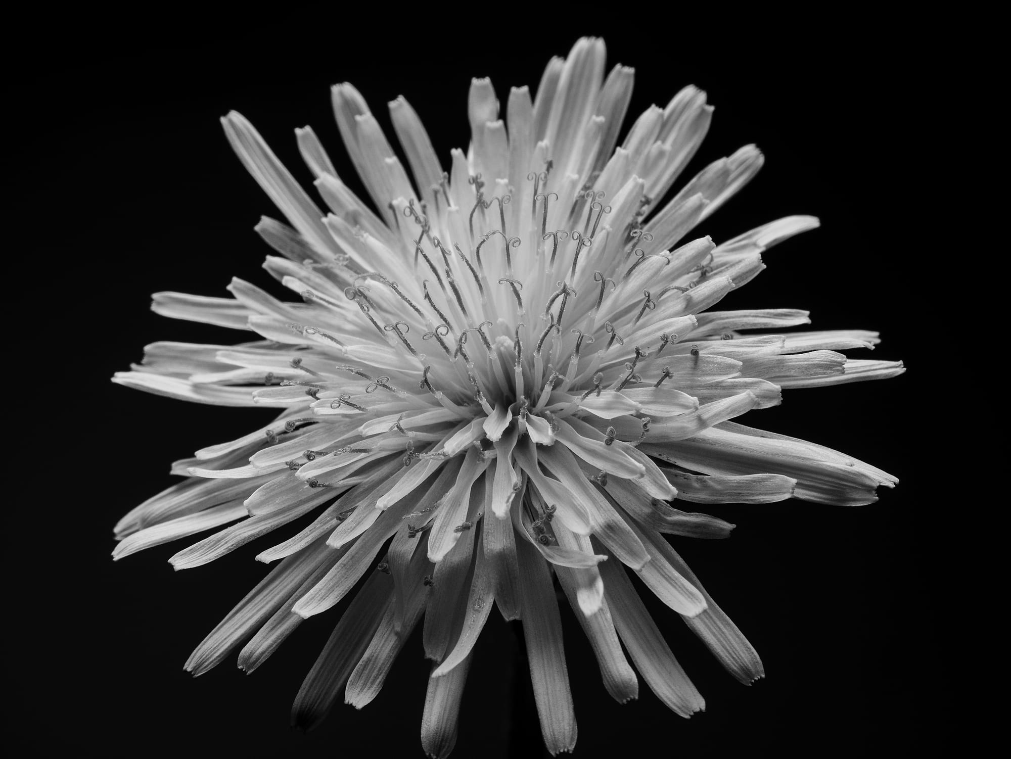 Dandelions