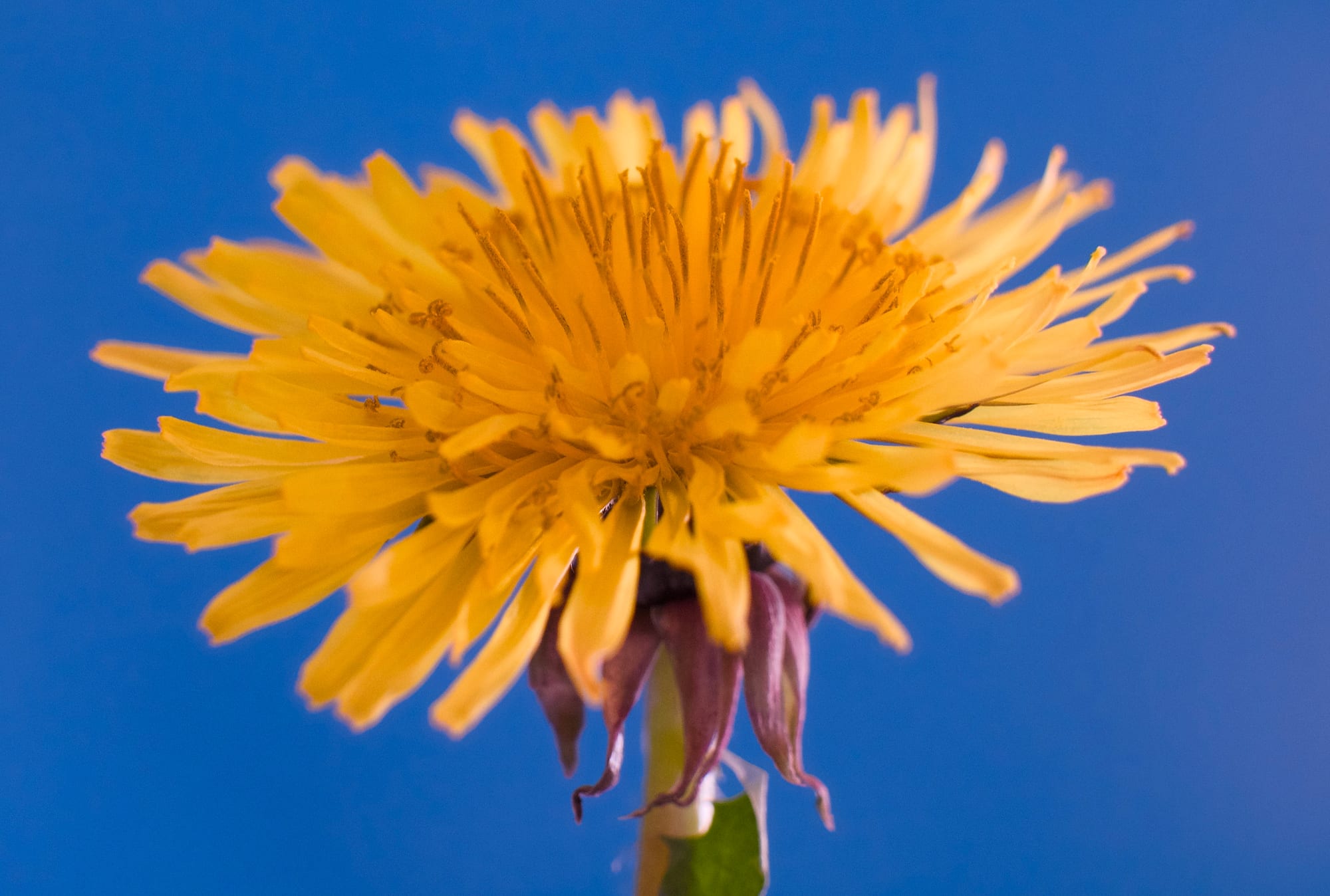 Dandelions