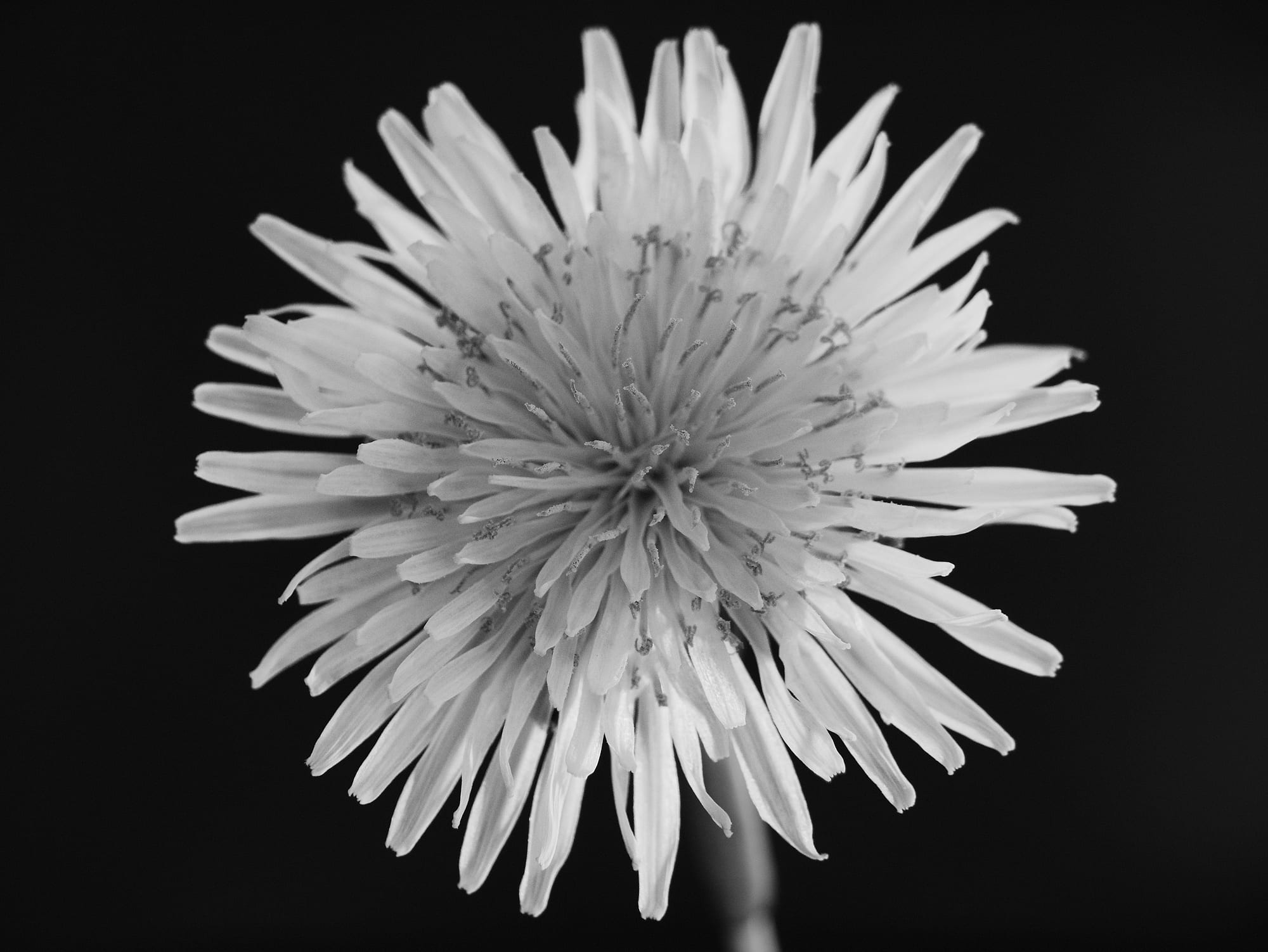 Dandelions