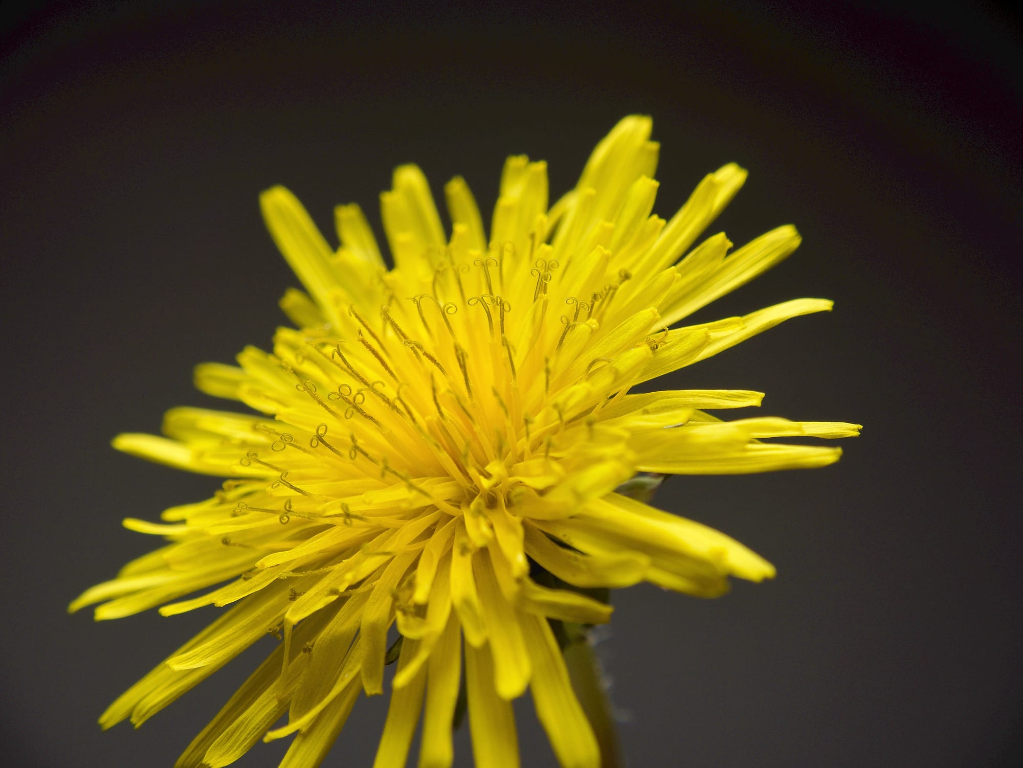 Dandelions