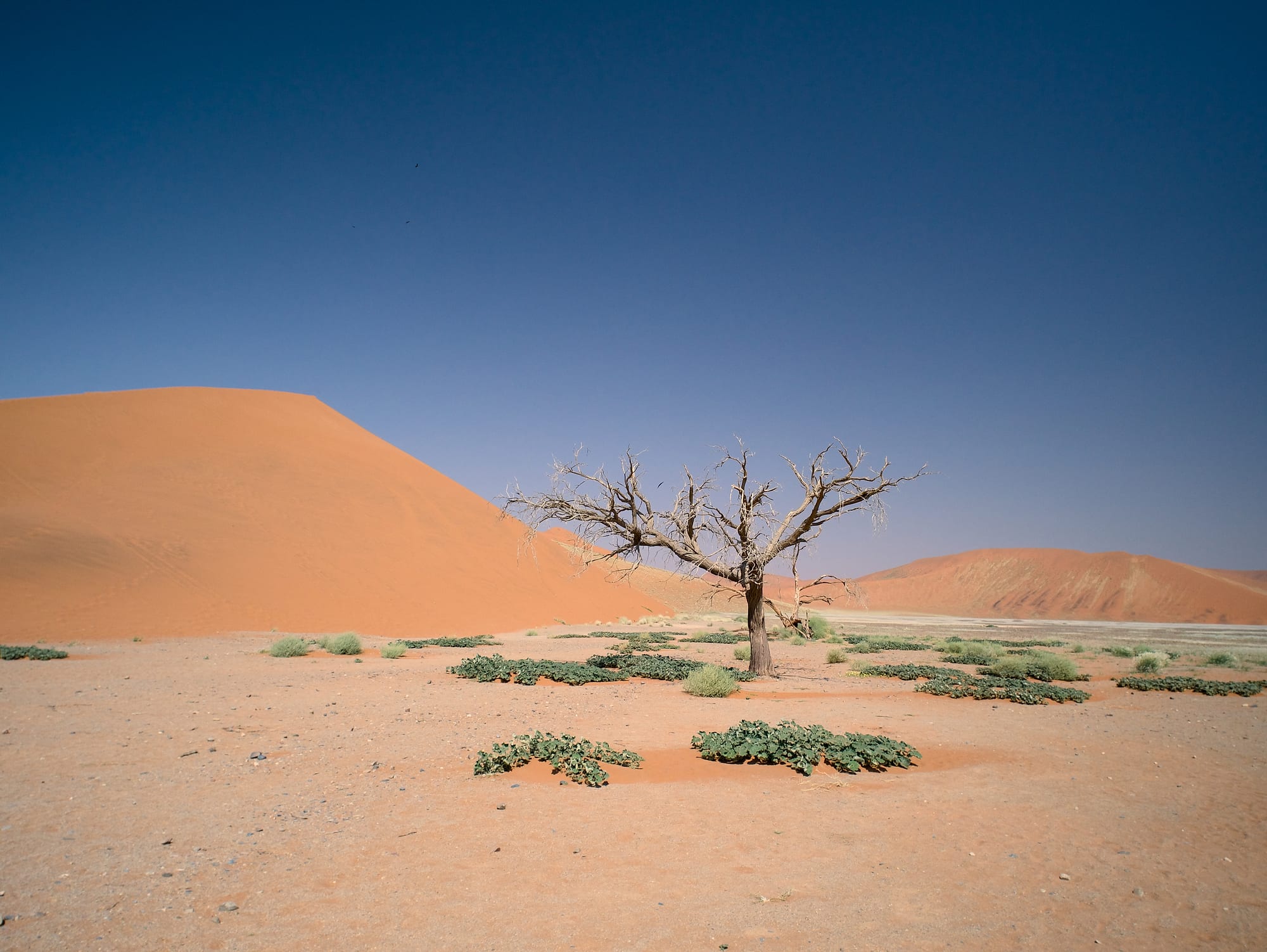 Deadvlei