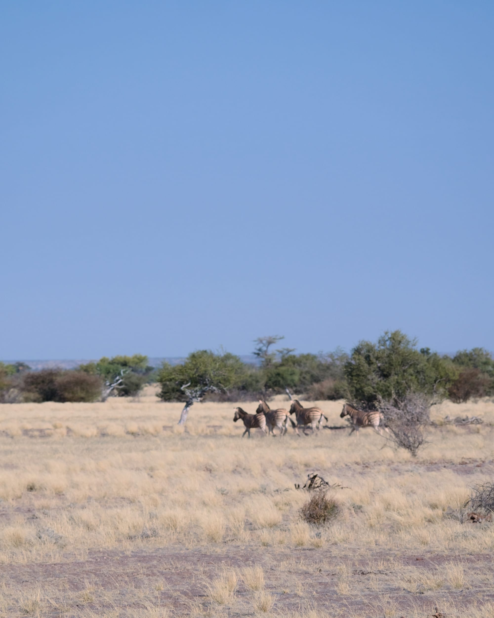 Kalahari Evening