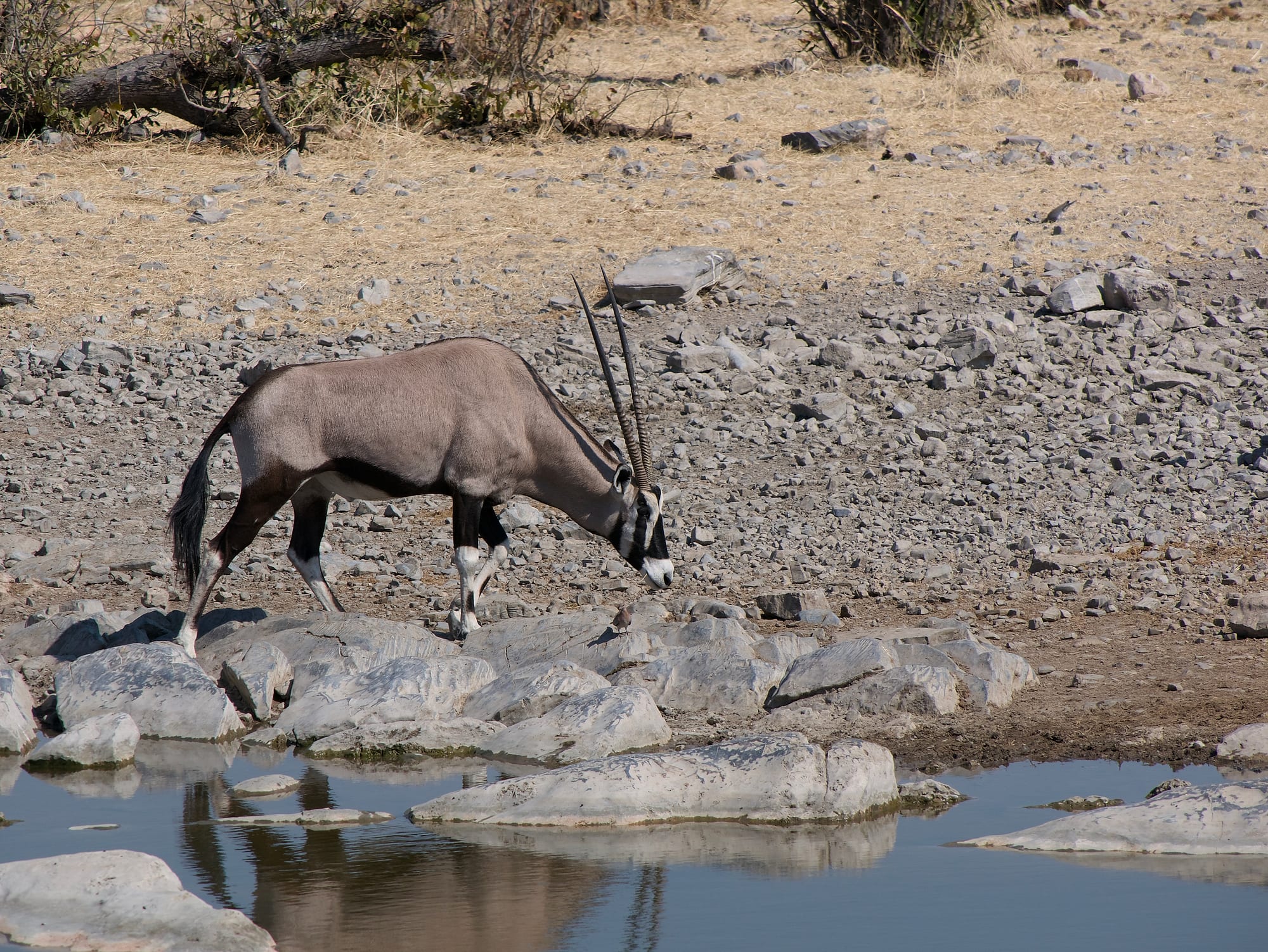 At the Waterhole