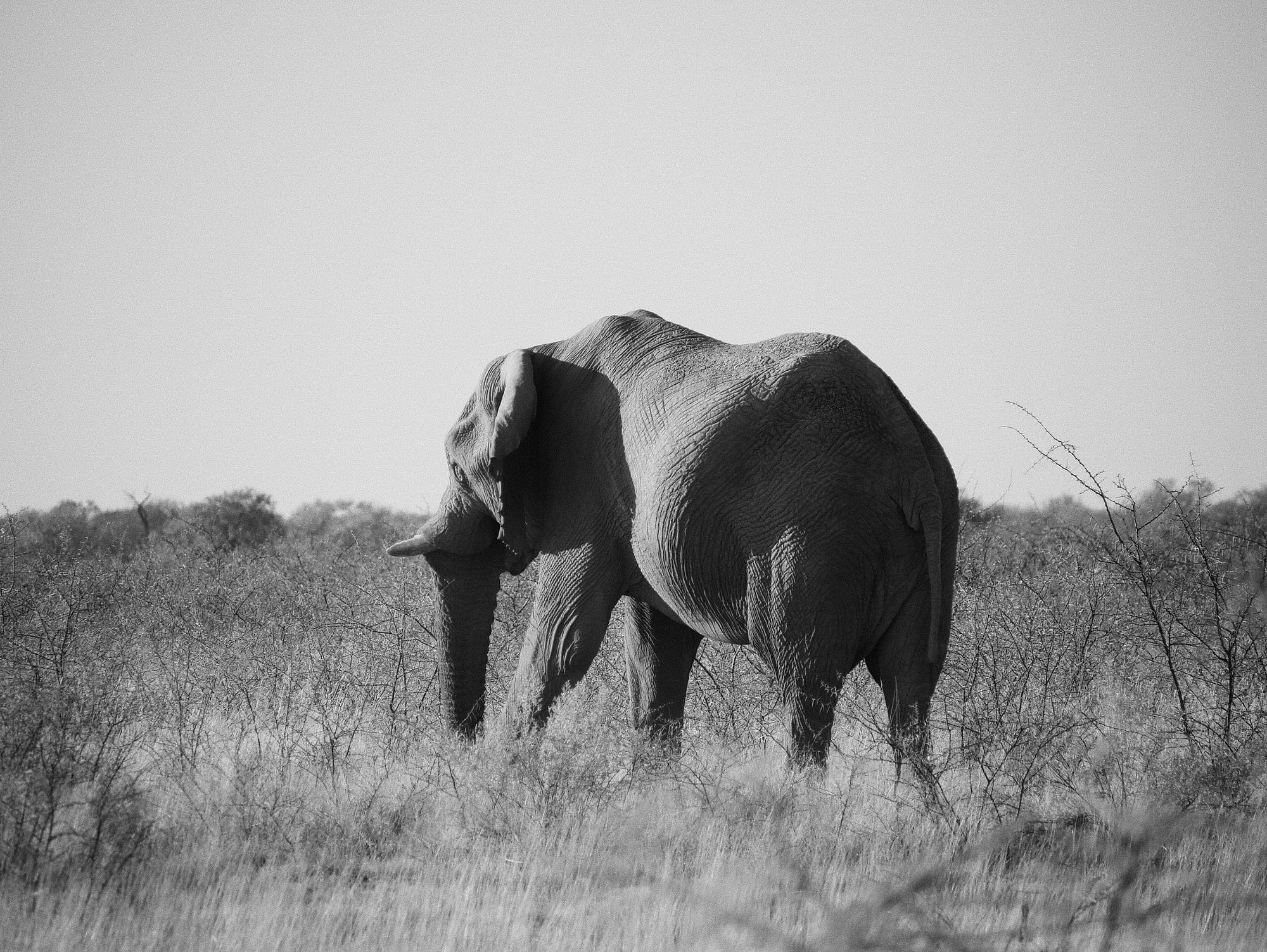 Elephant, Grey on Grey