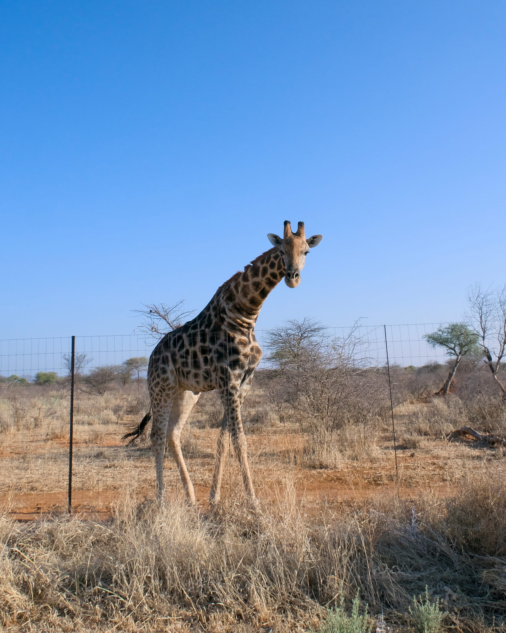Giraffes