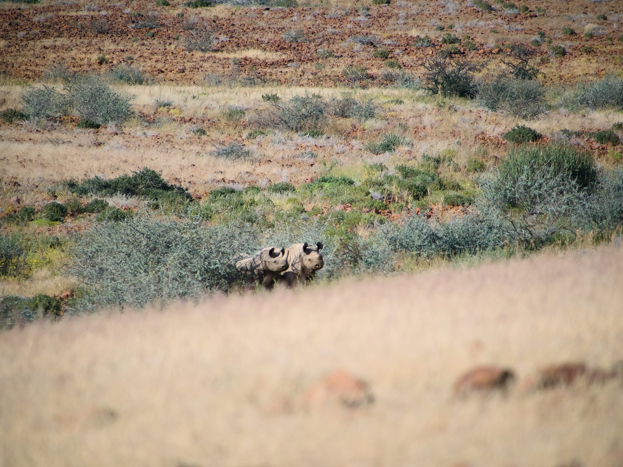 Tracking Black Rhino