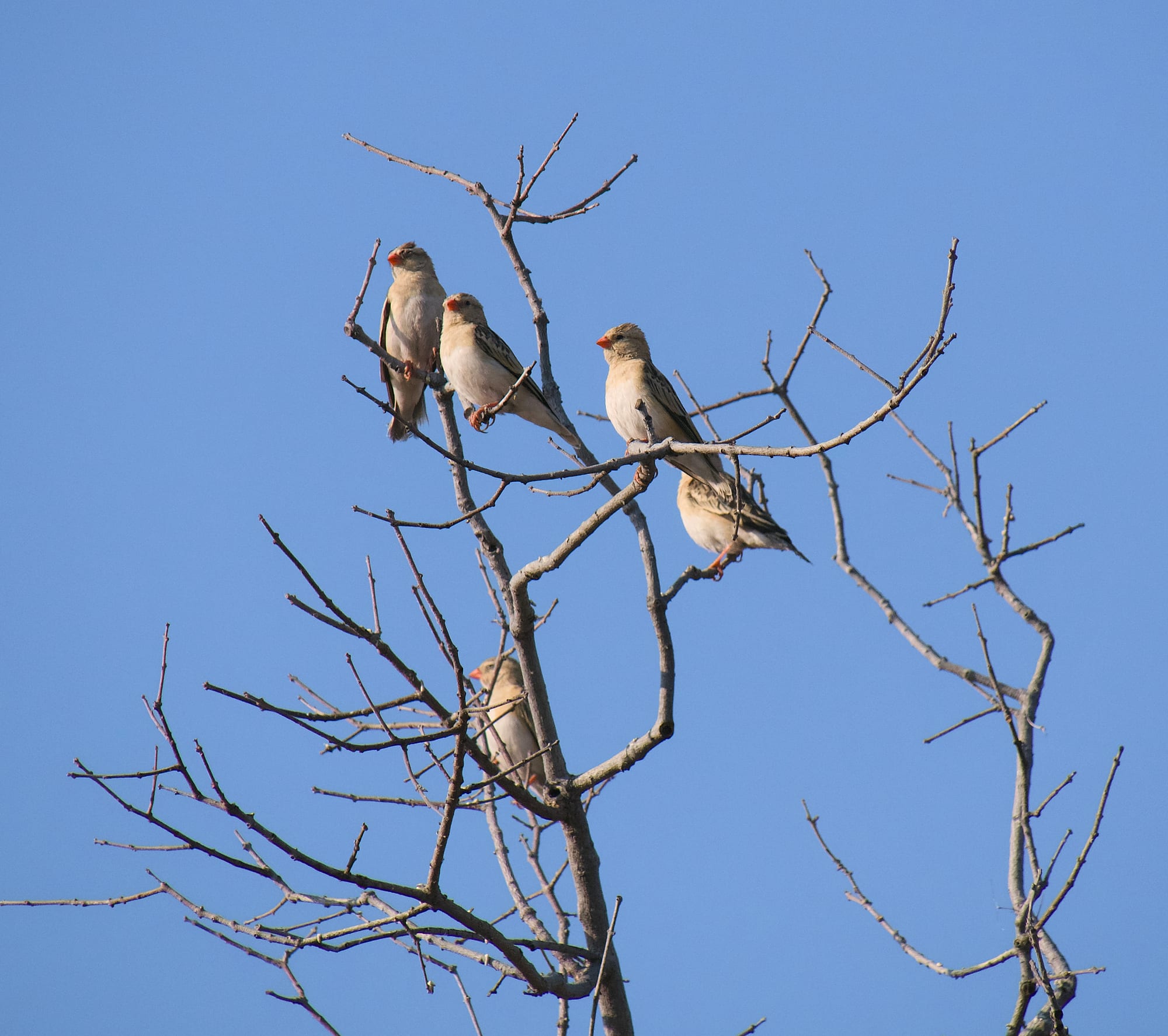 Birds of the Bush