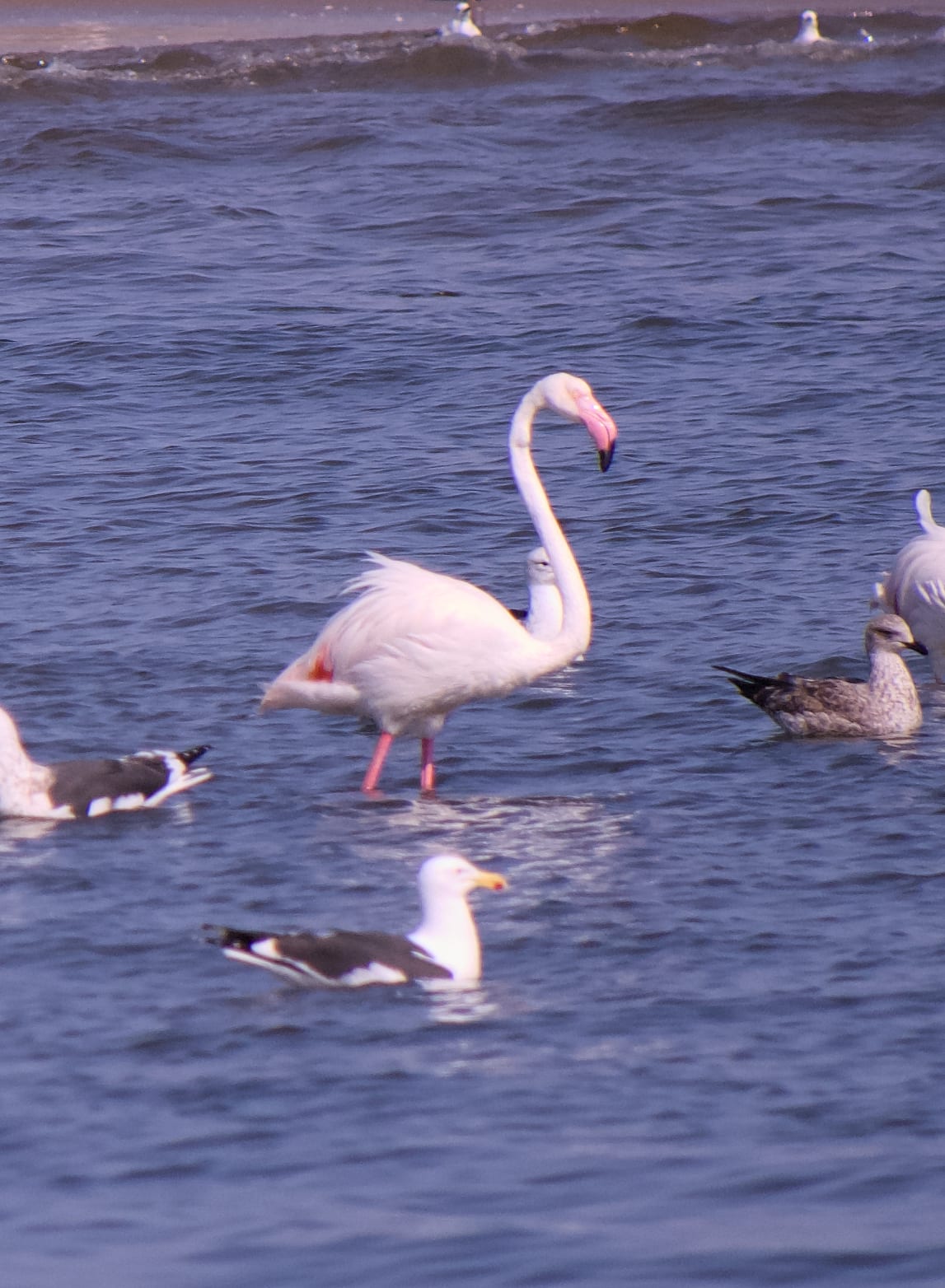 Coastal Birds