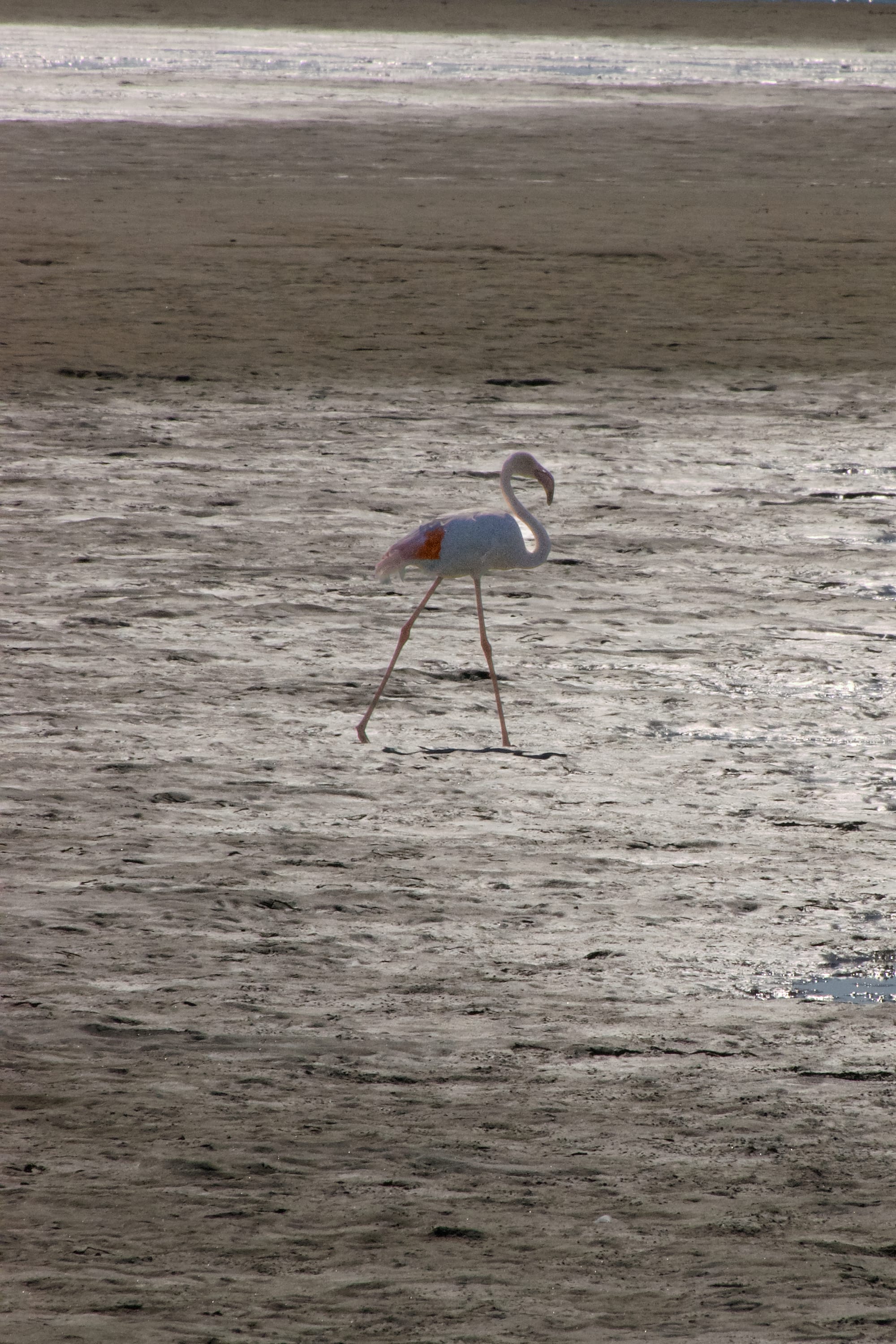 Coastal Birds