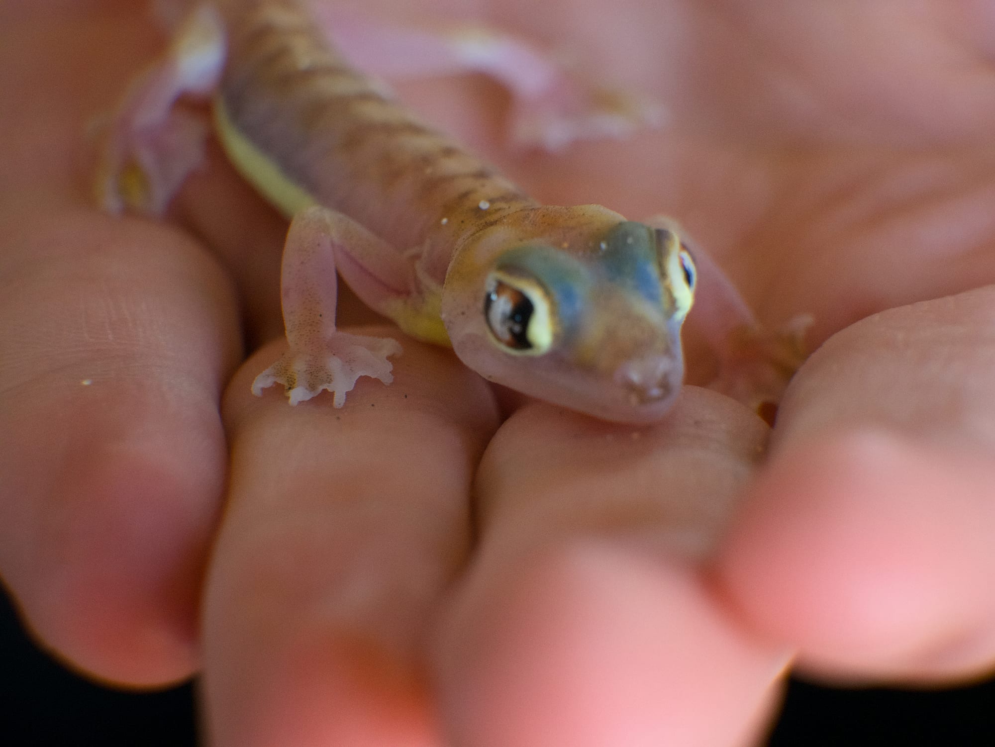 Gecko in the Hand