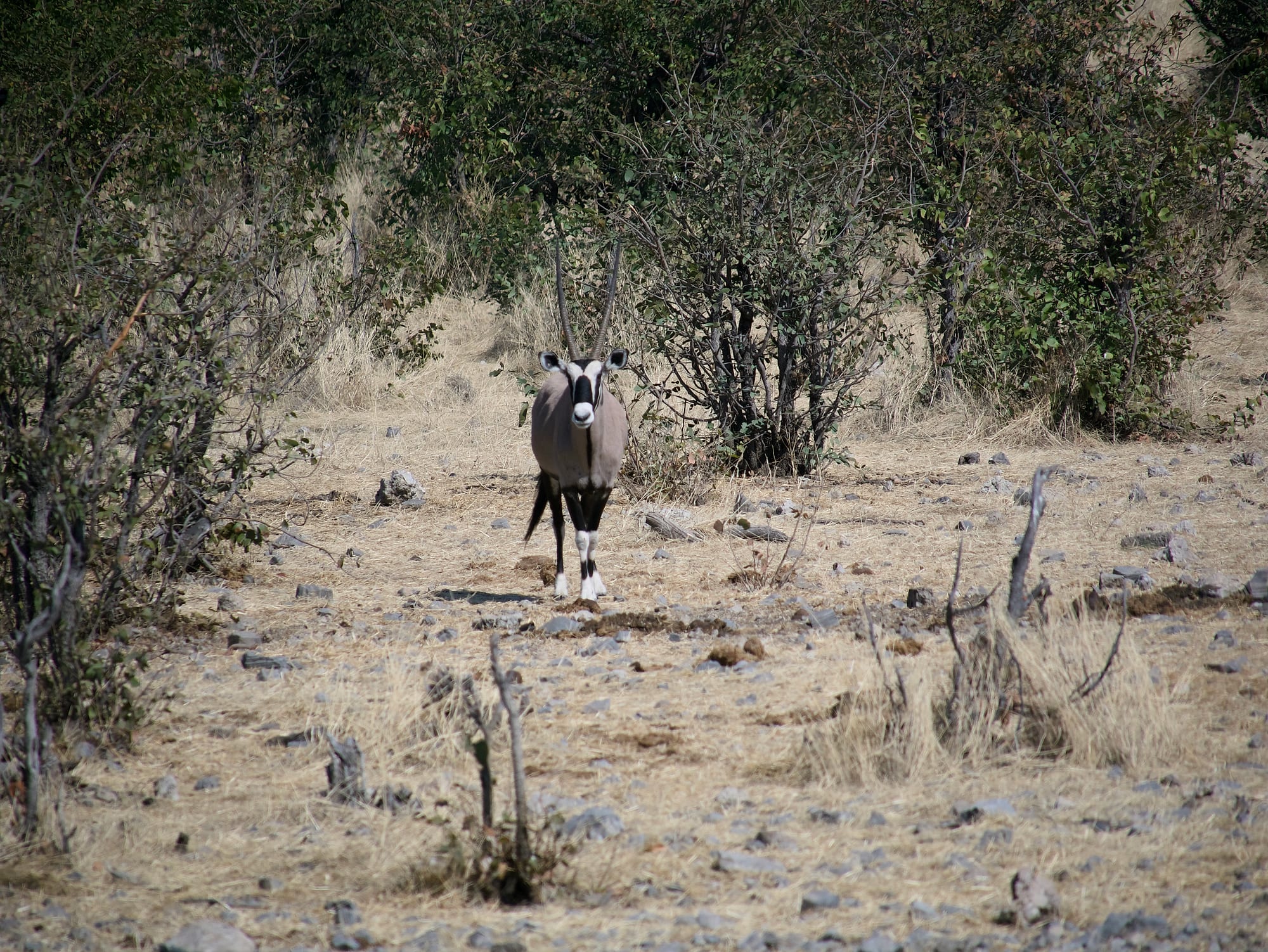 Gemsbok