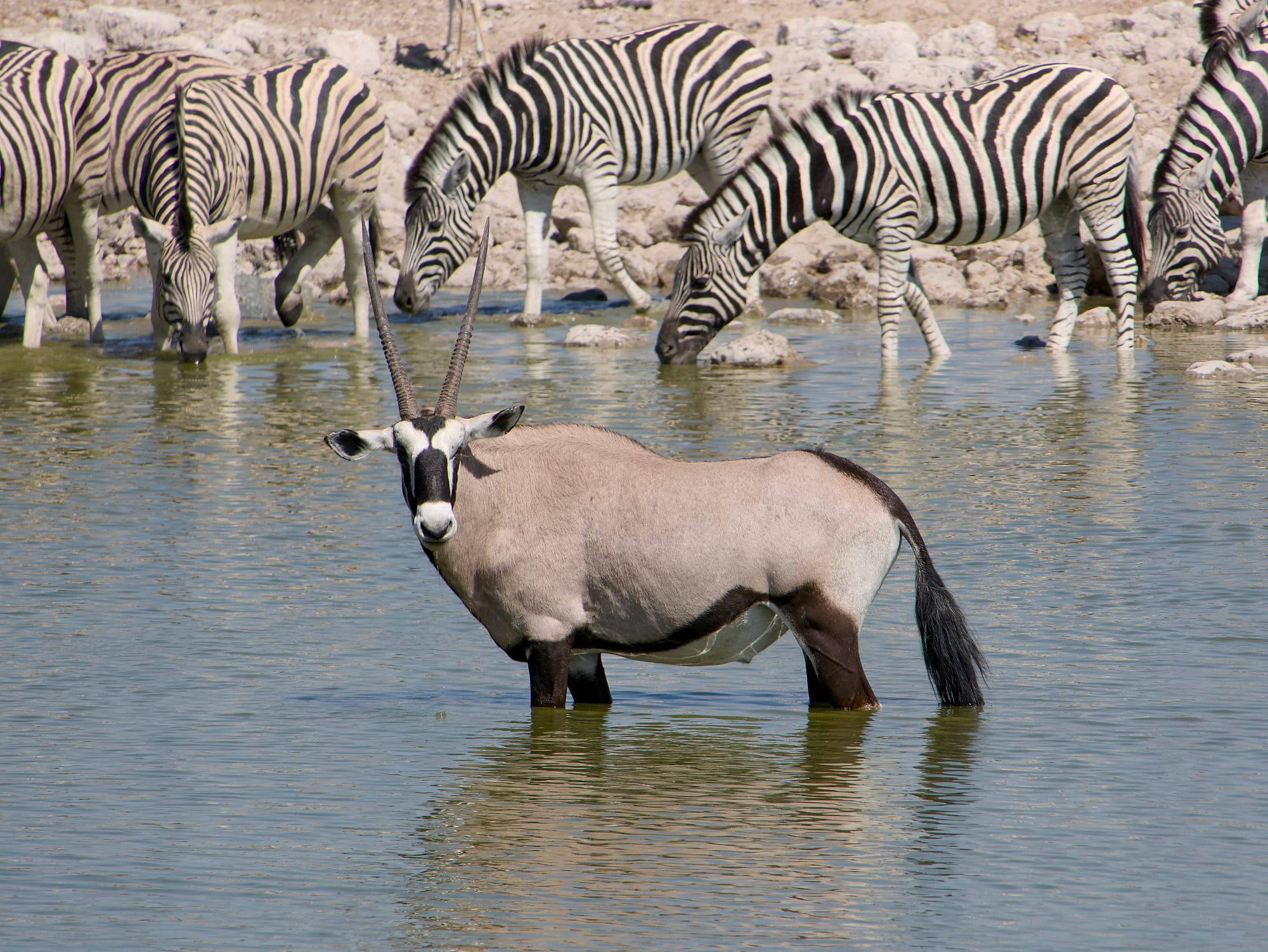 At the Waterhole