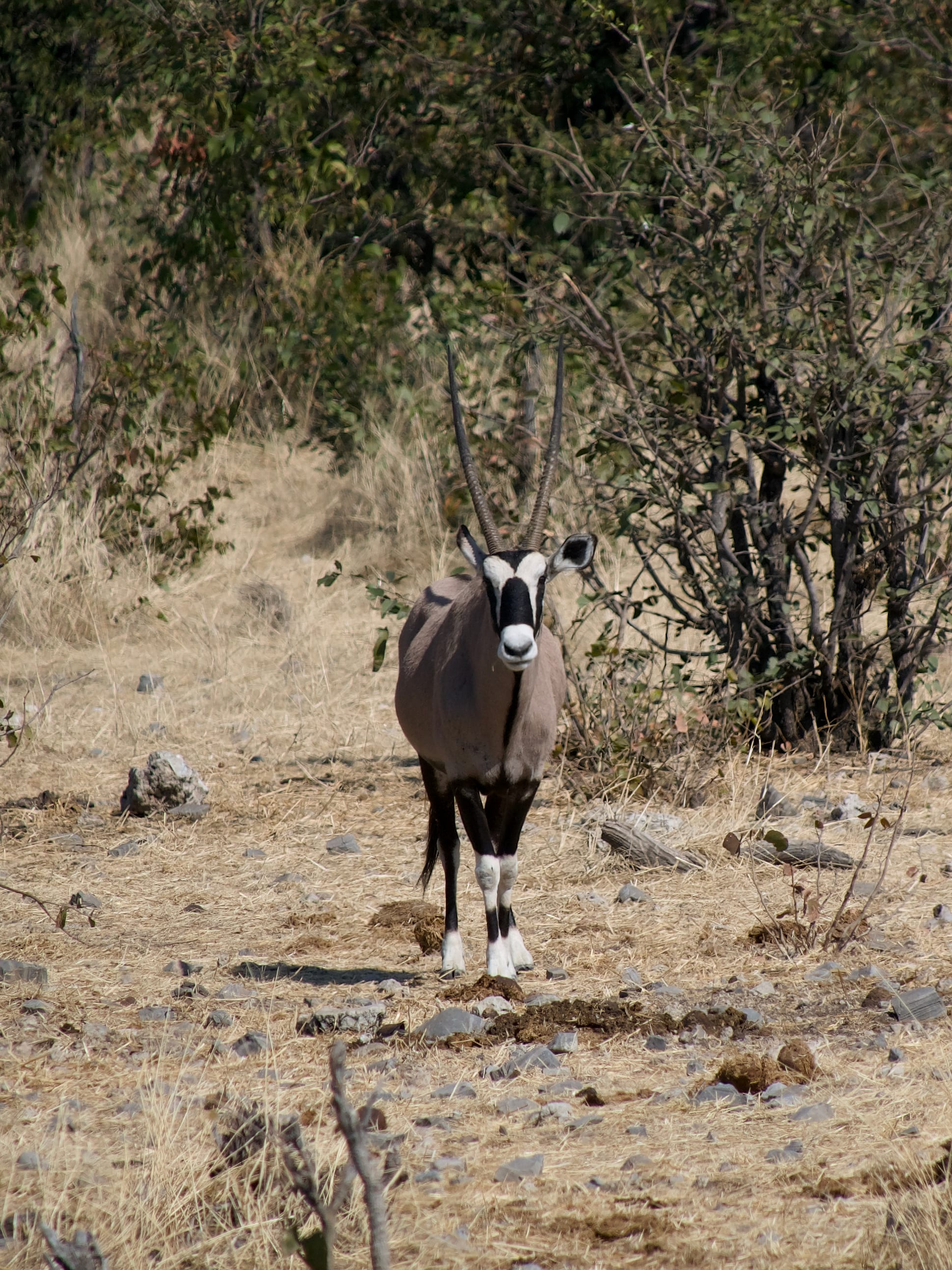 Gemsbok