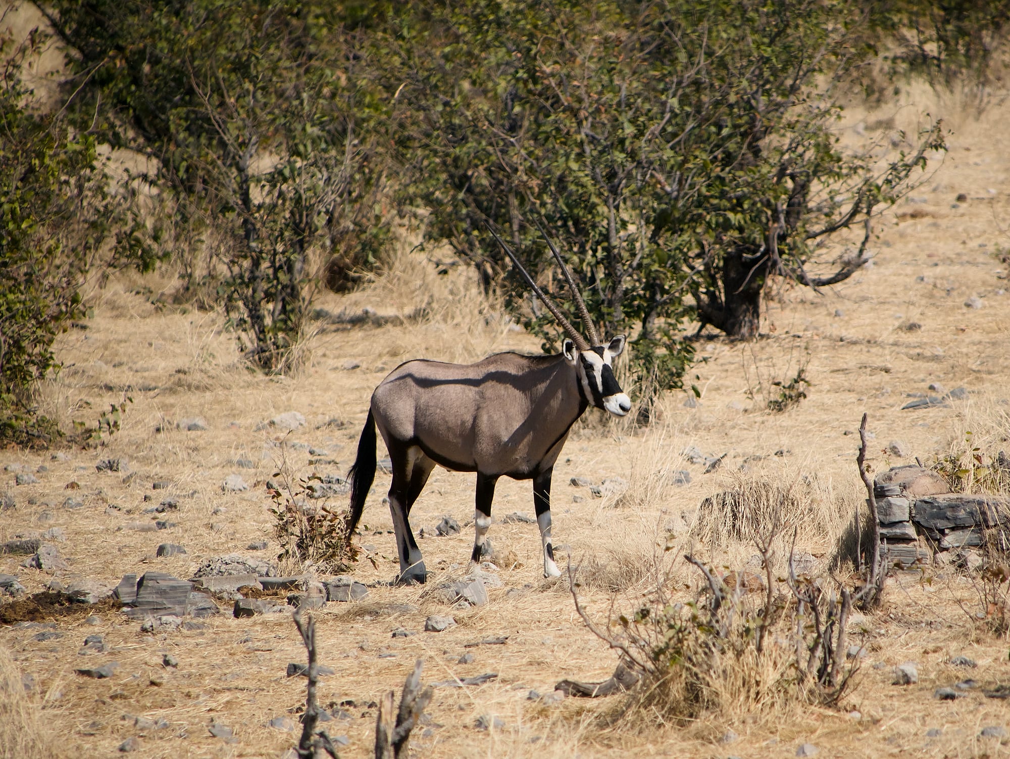 Gemsbok