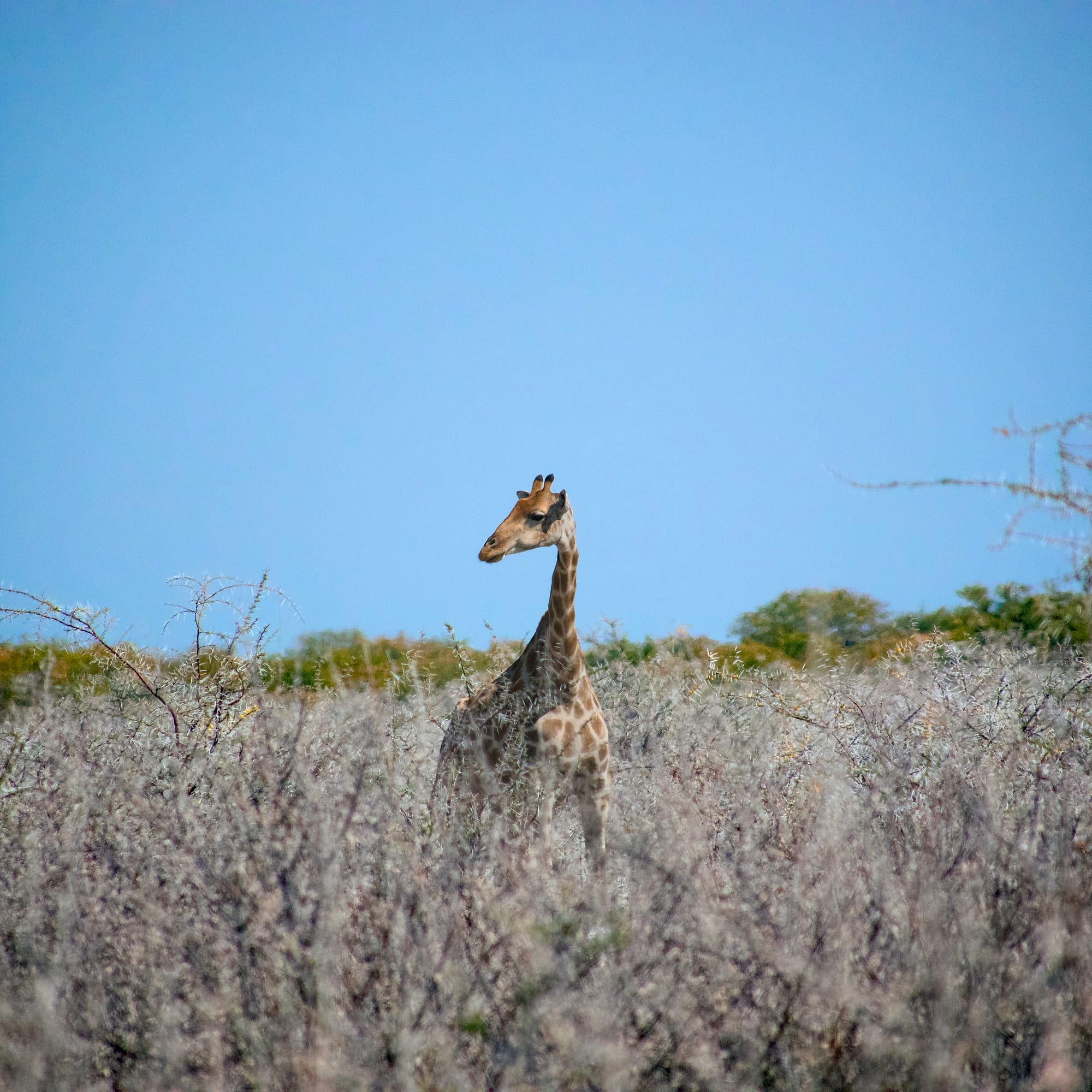 Giraffes