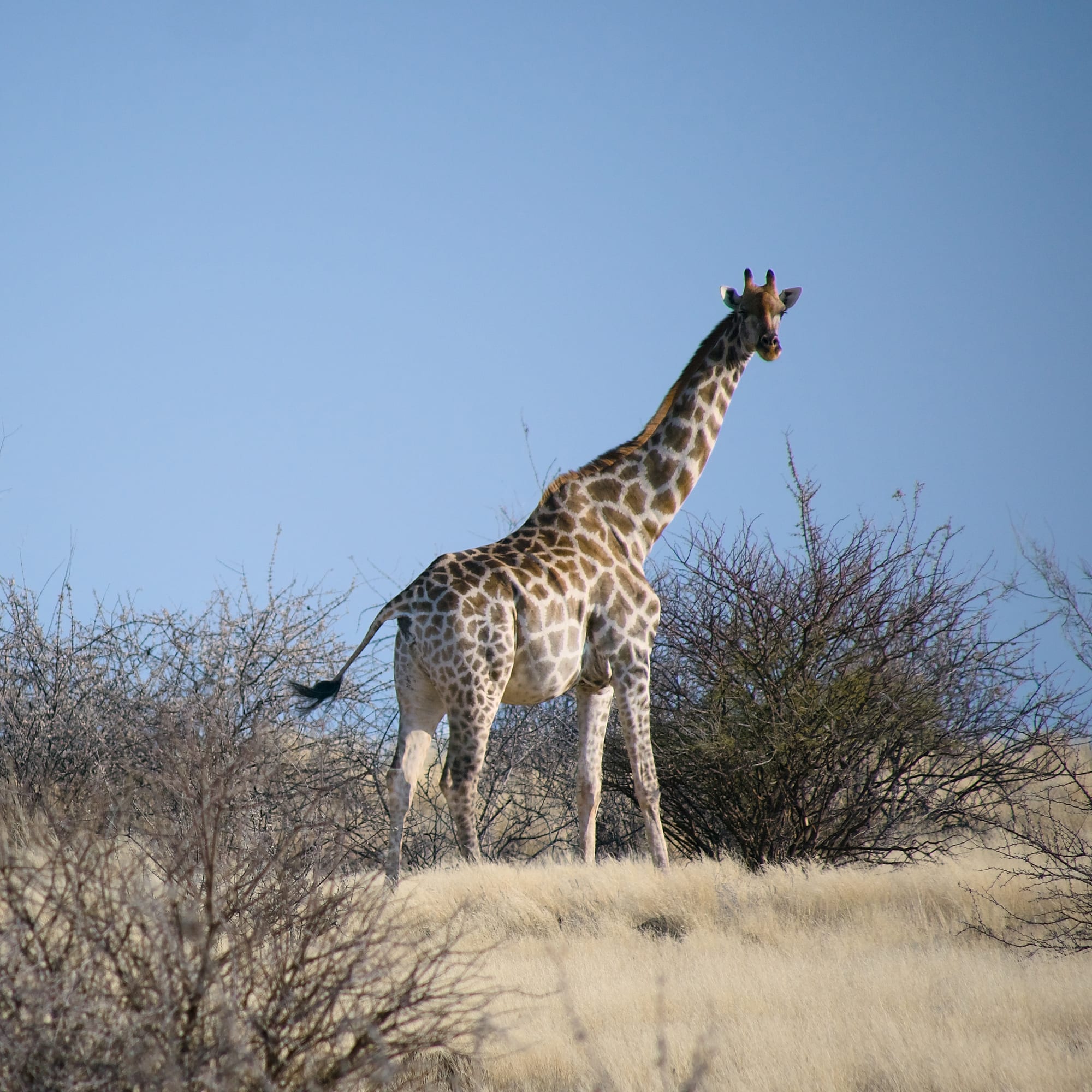 Giraffes