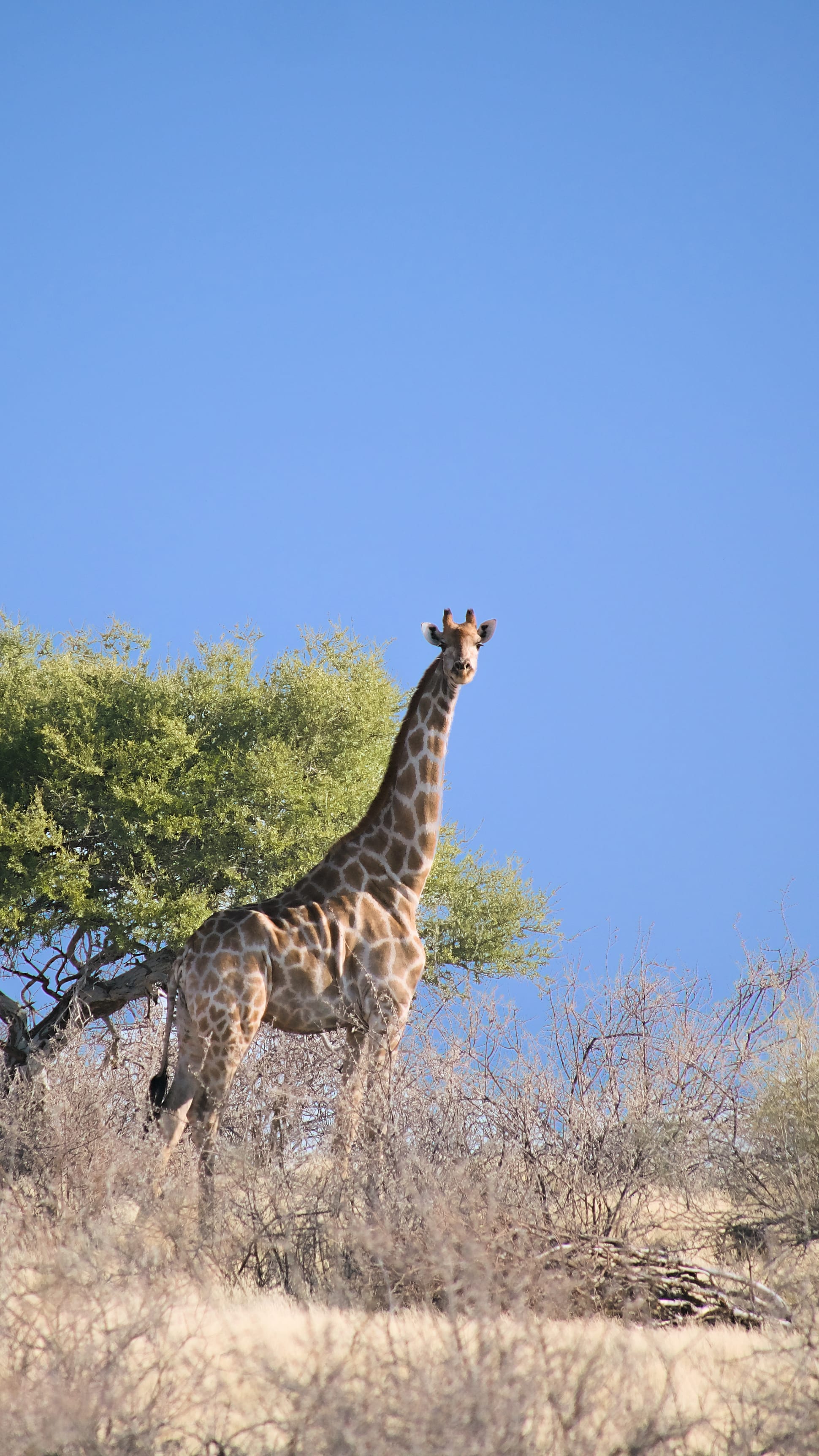Giraffes