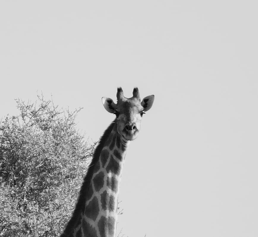Giraffes
