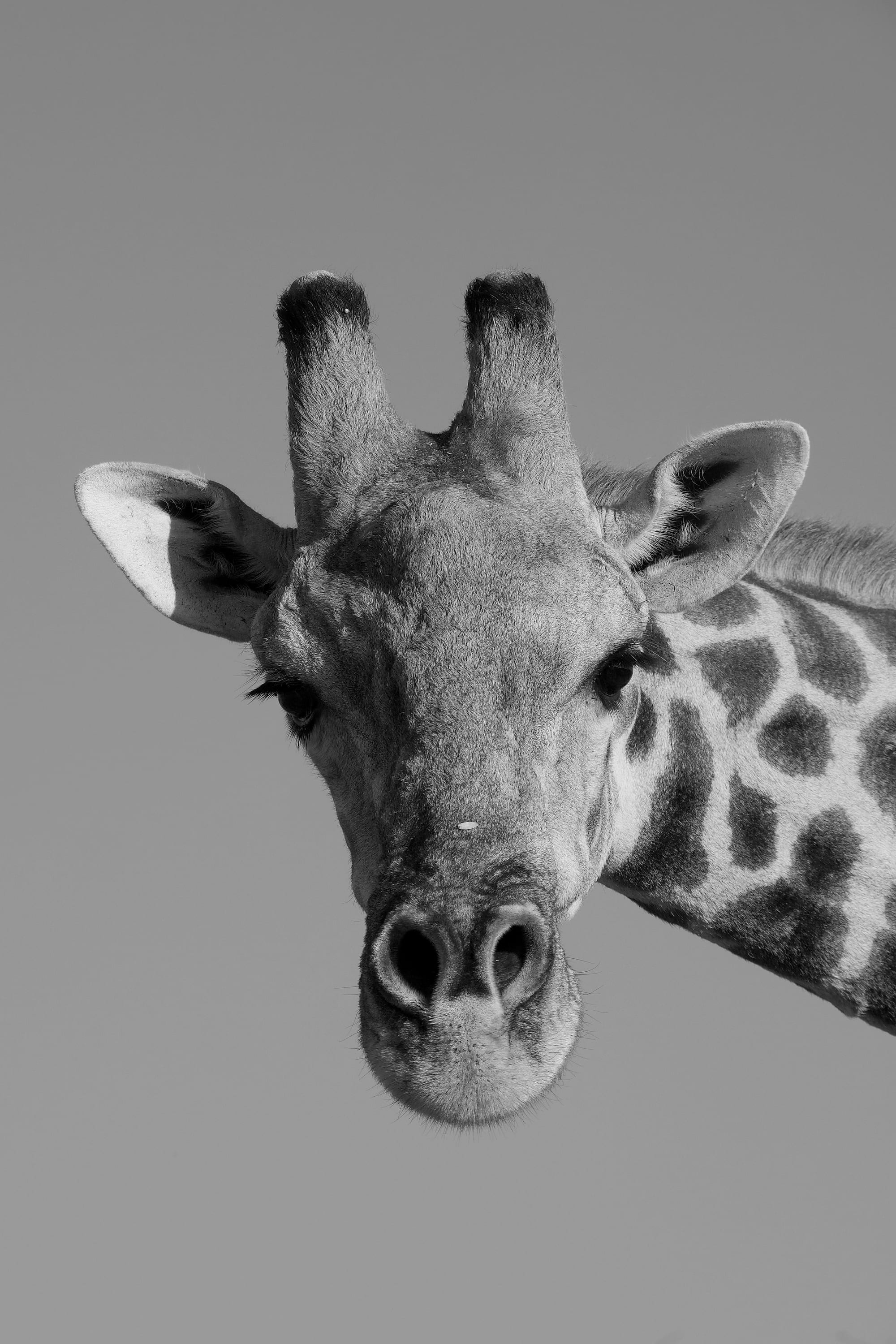Giraffes