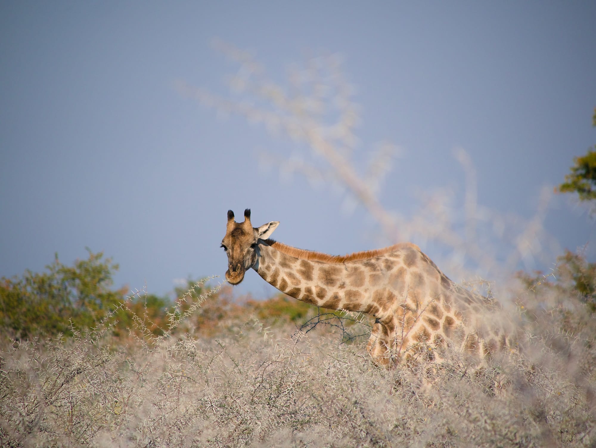 Giraffes