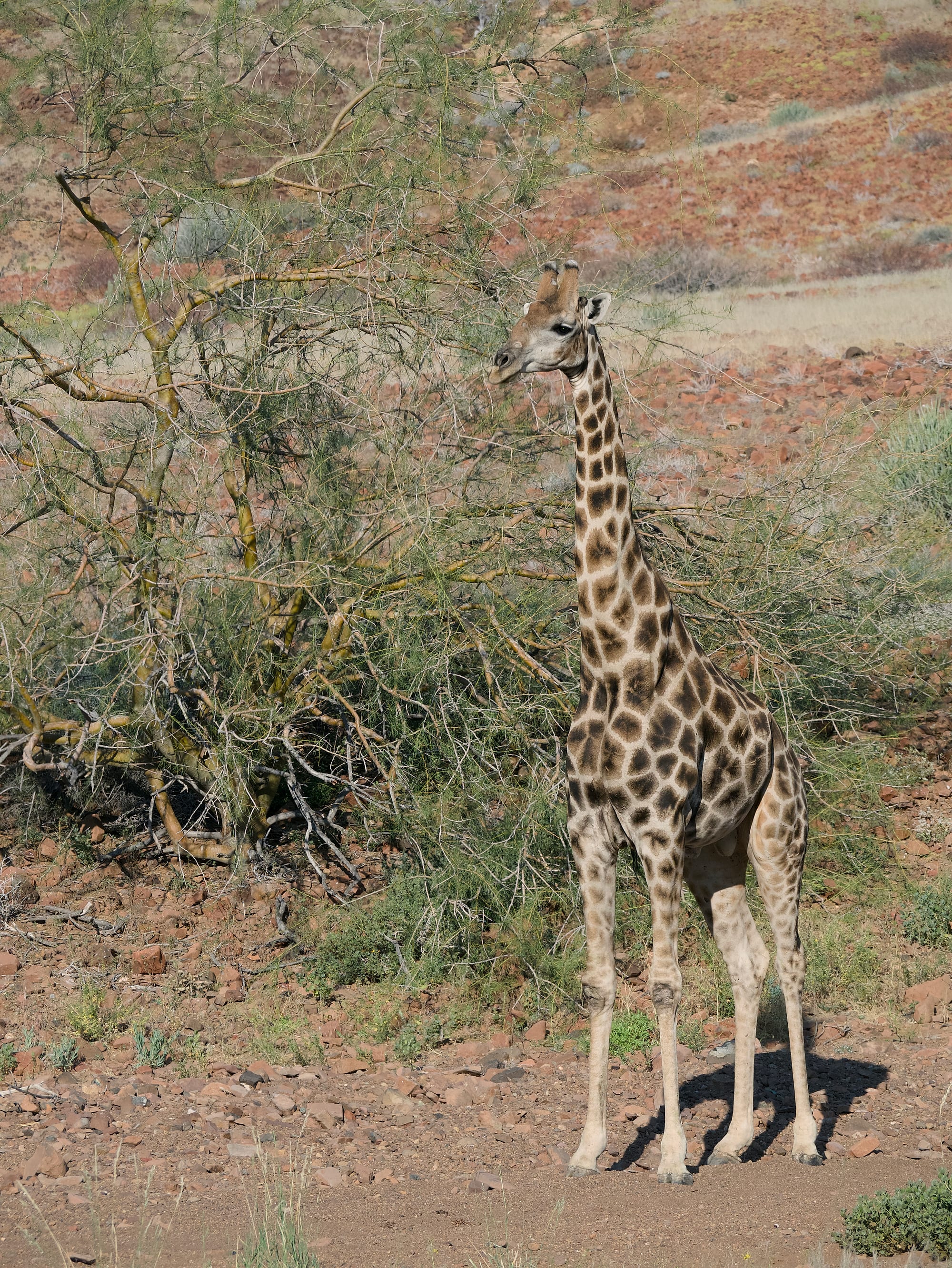 Giraffes