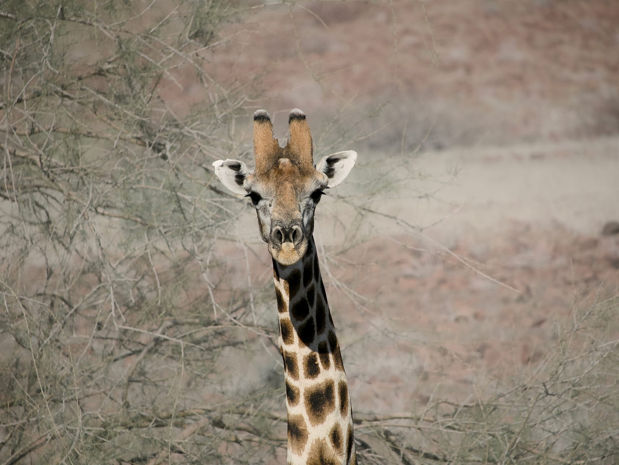 Giraffes