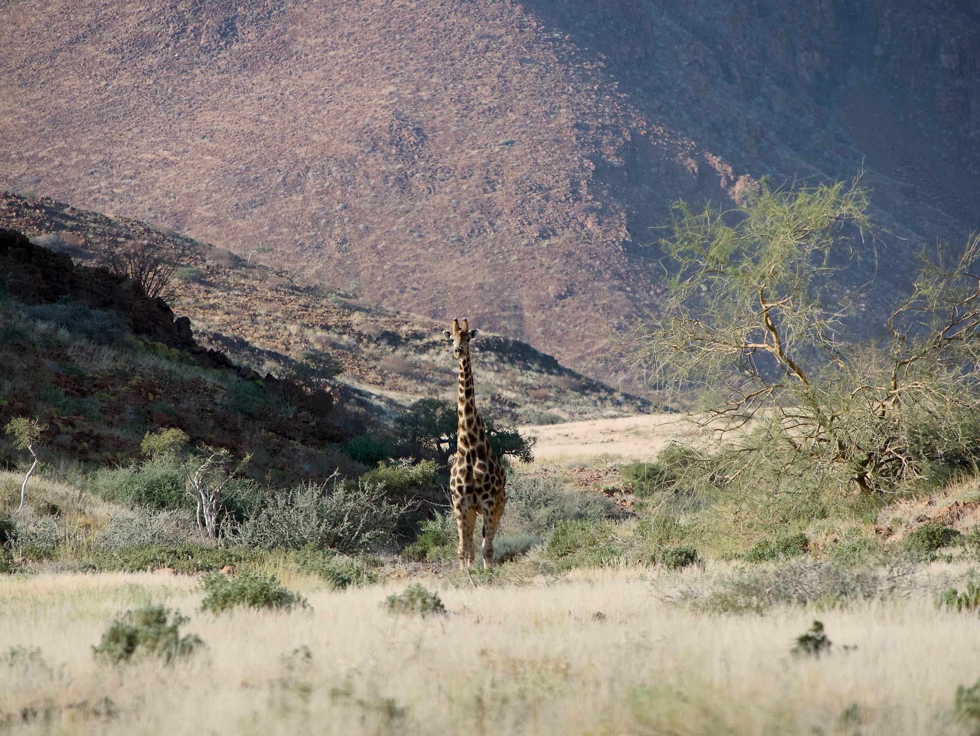 Giraffes