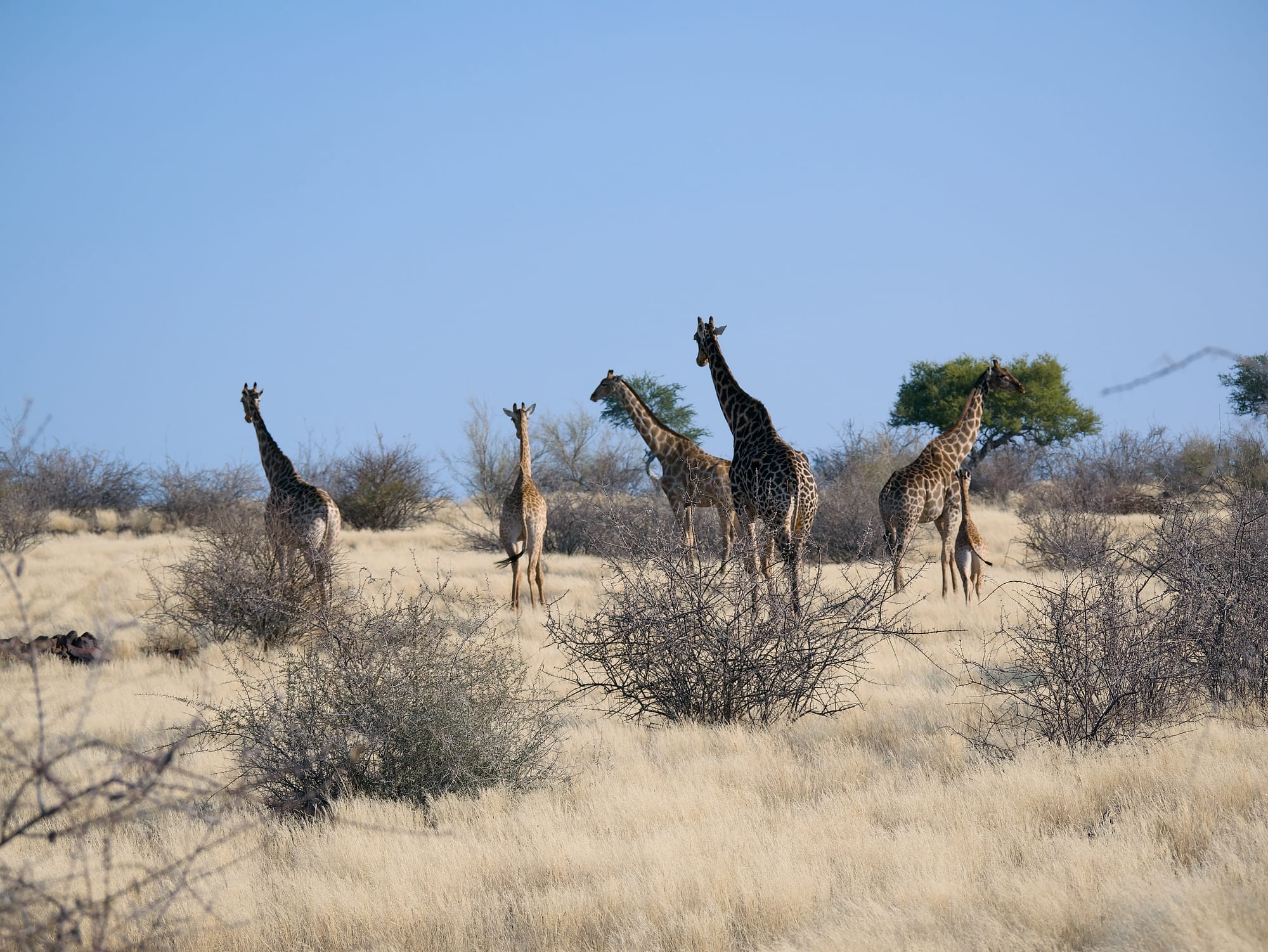Giraffes