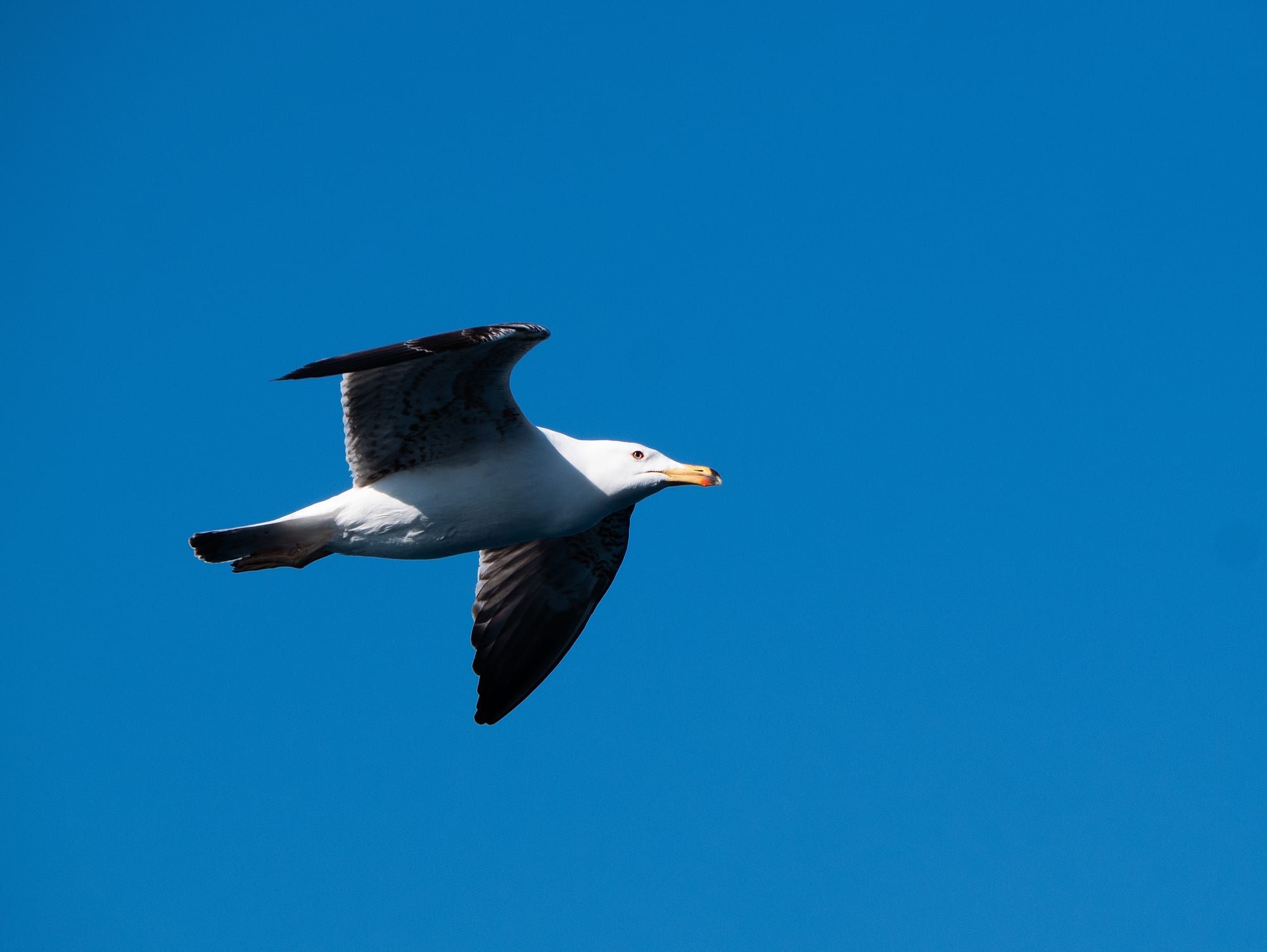 Gull