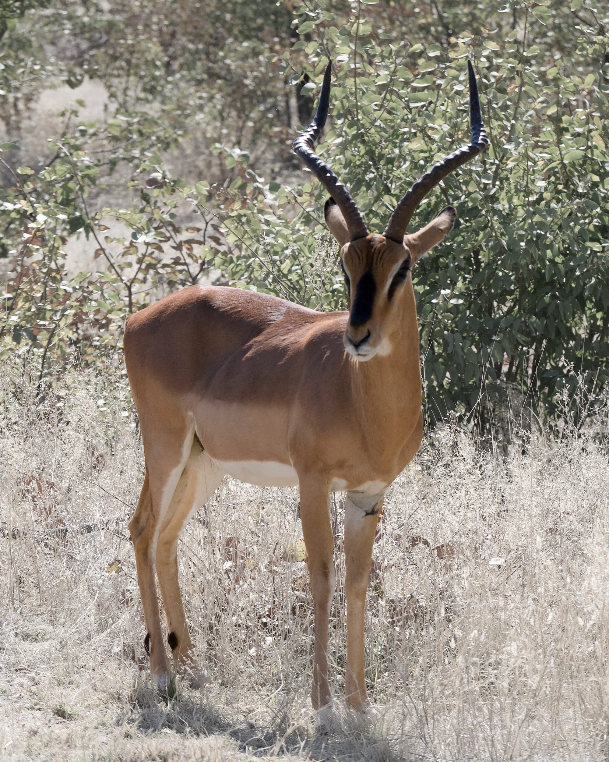 Antelope