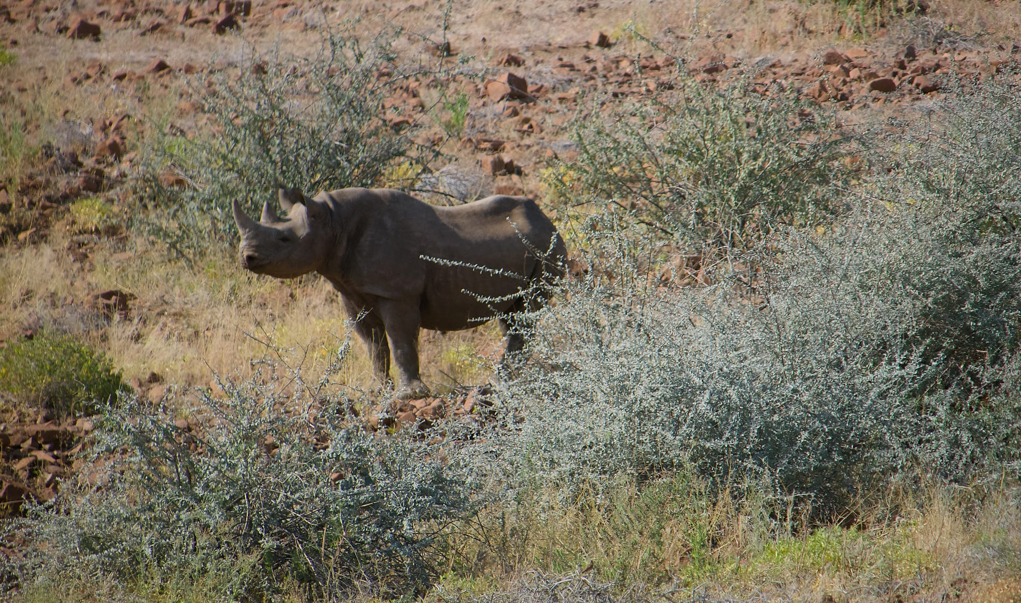 Tracking Black Rhino