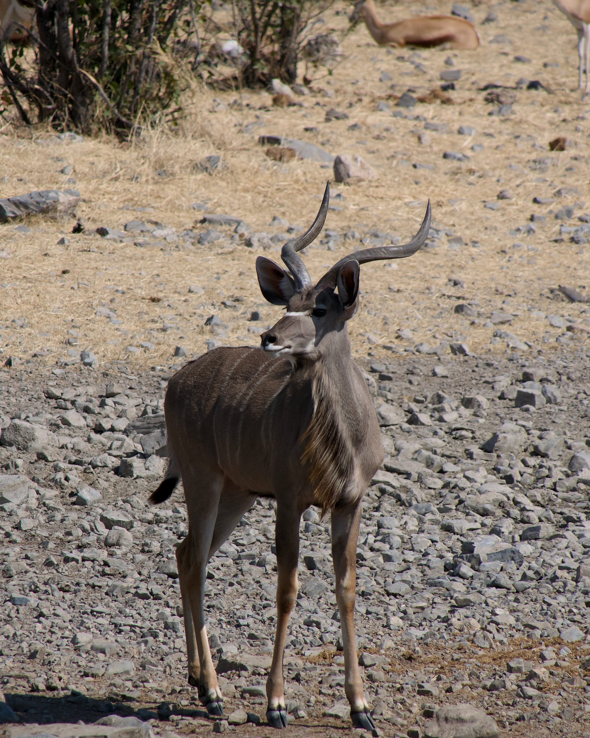 Kudu Bull