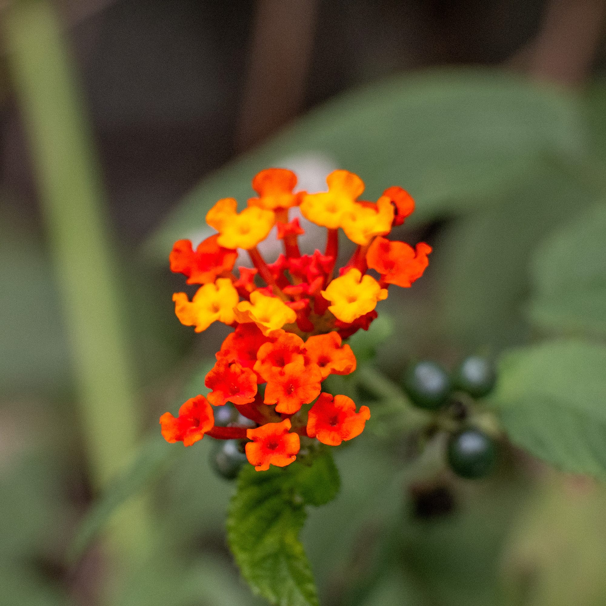 Tropical Flora