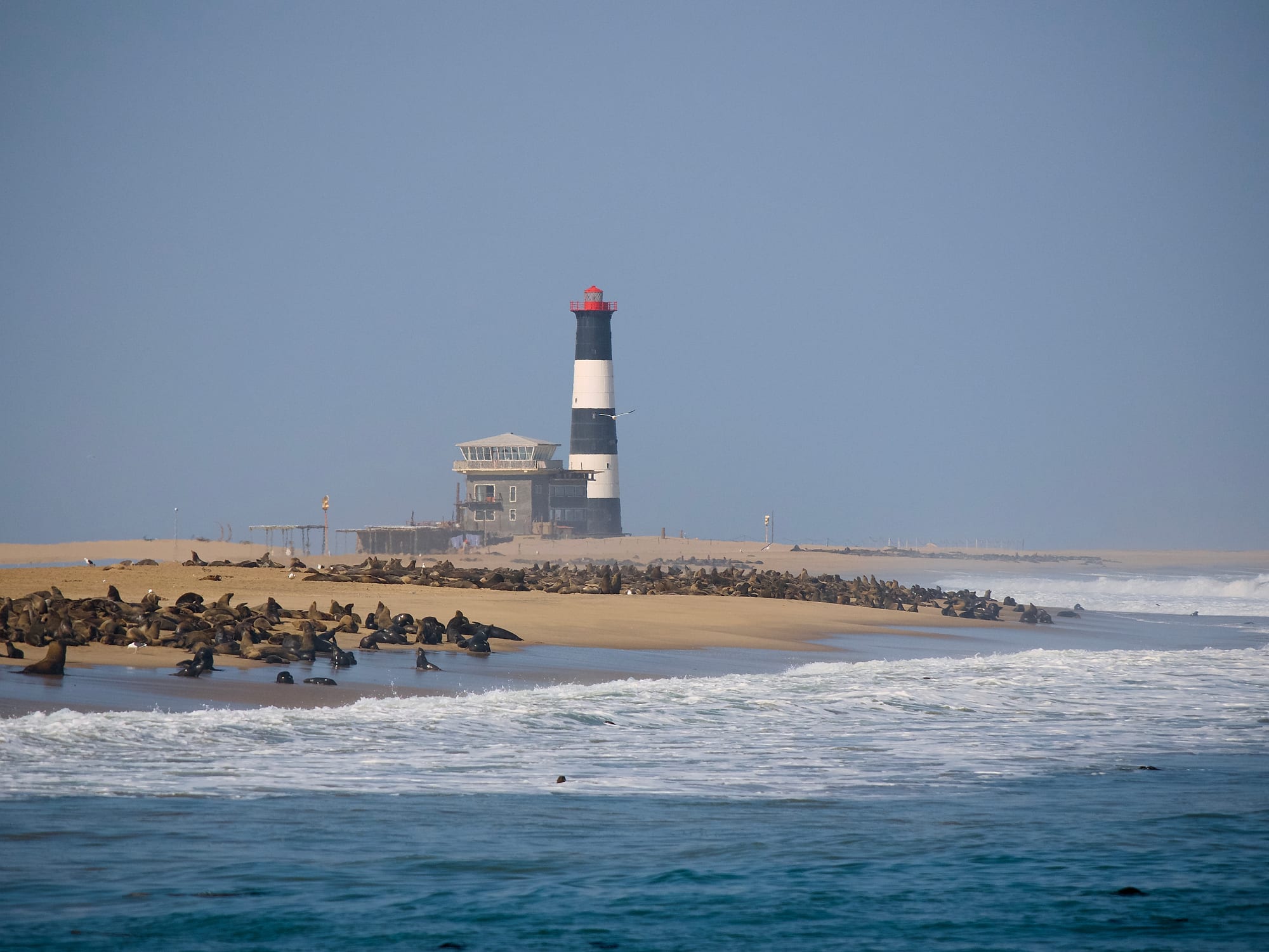 Cape Fur Seals
