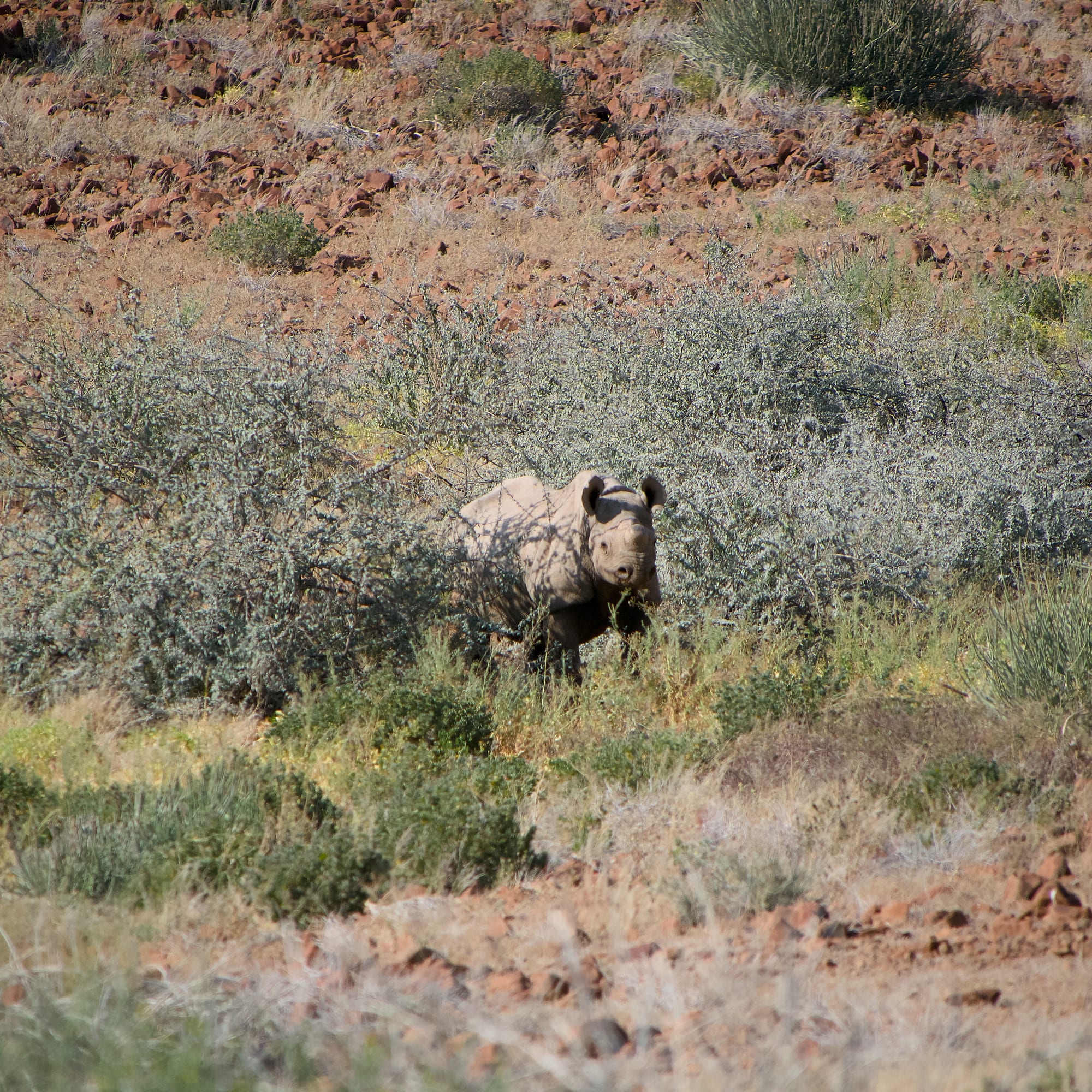 Tracking Black Rhino