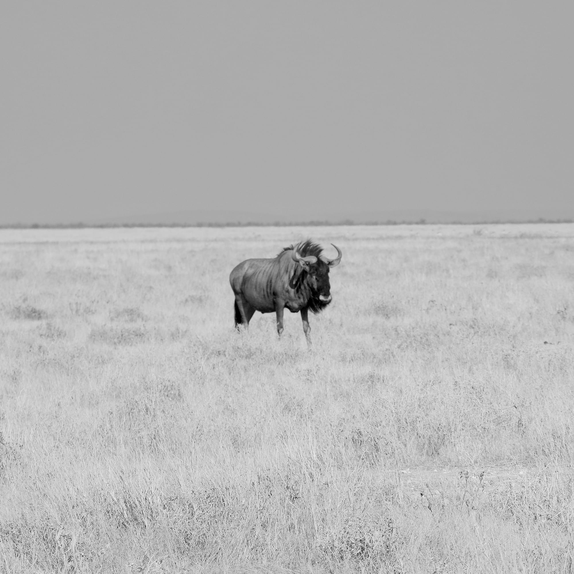 Wildebeest
