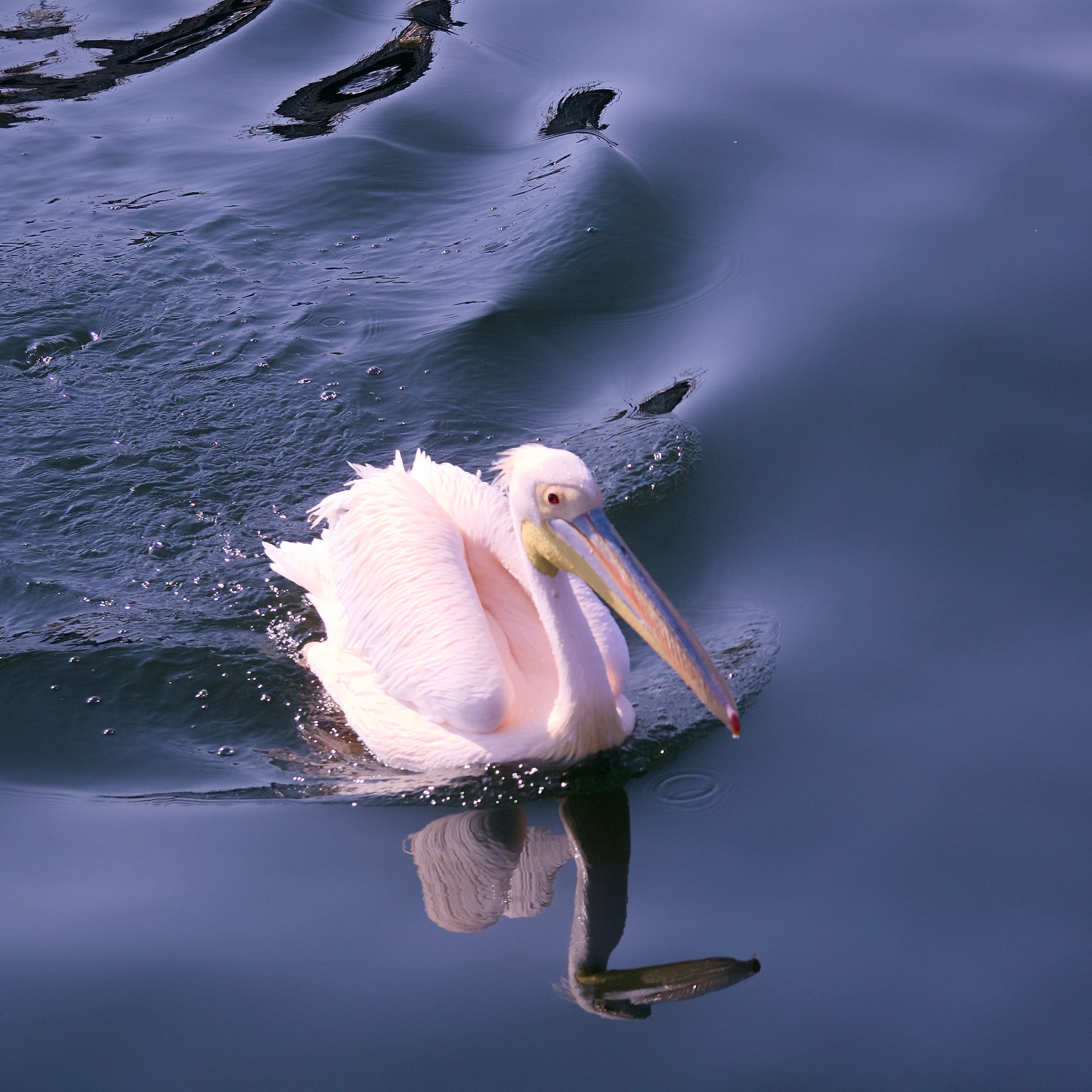 Coastal Birds